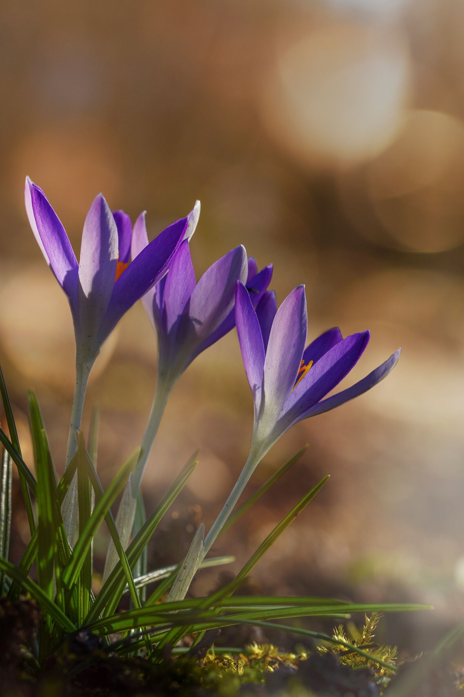 Sony SLT-A77 + 105mm F2.8 sample photo. Crocus, spring, flower photography