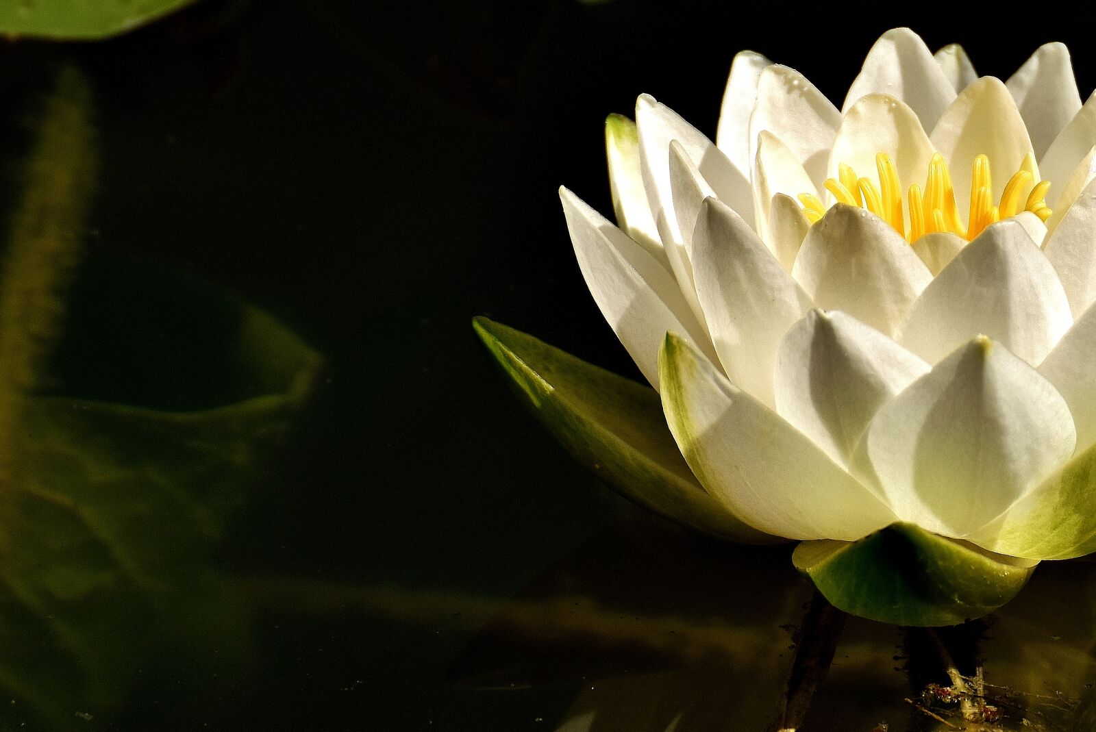 Nikon D7200 sample photo. Water lilies, white, summer photography