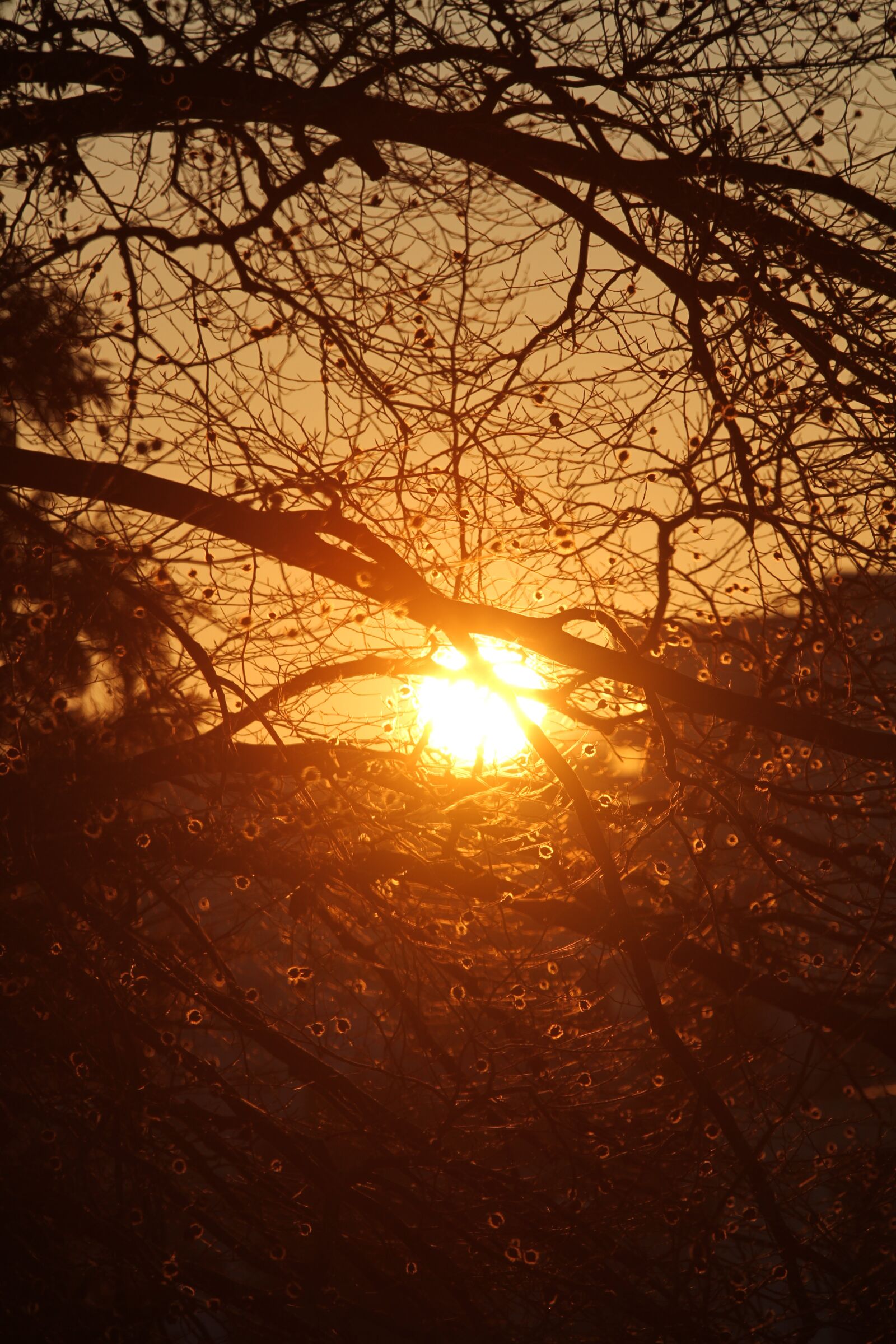 Canon EOS 7D sample photo. Sun, evening, trees photography