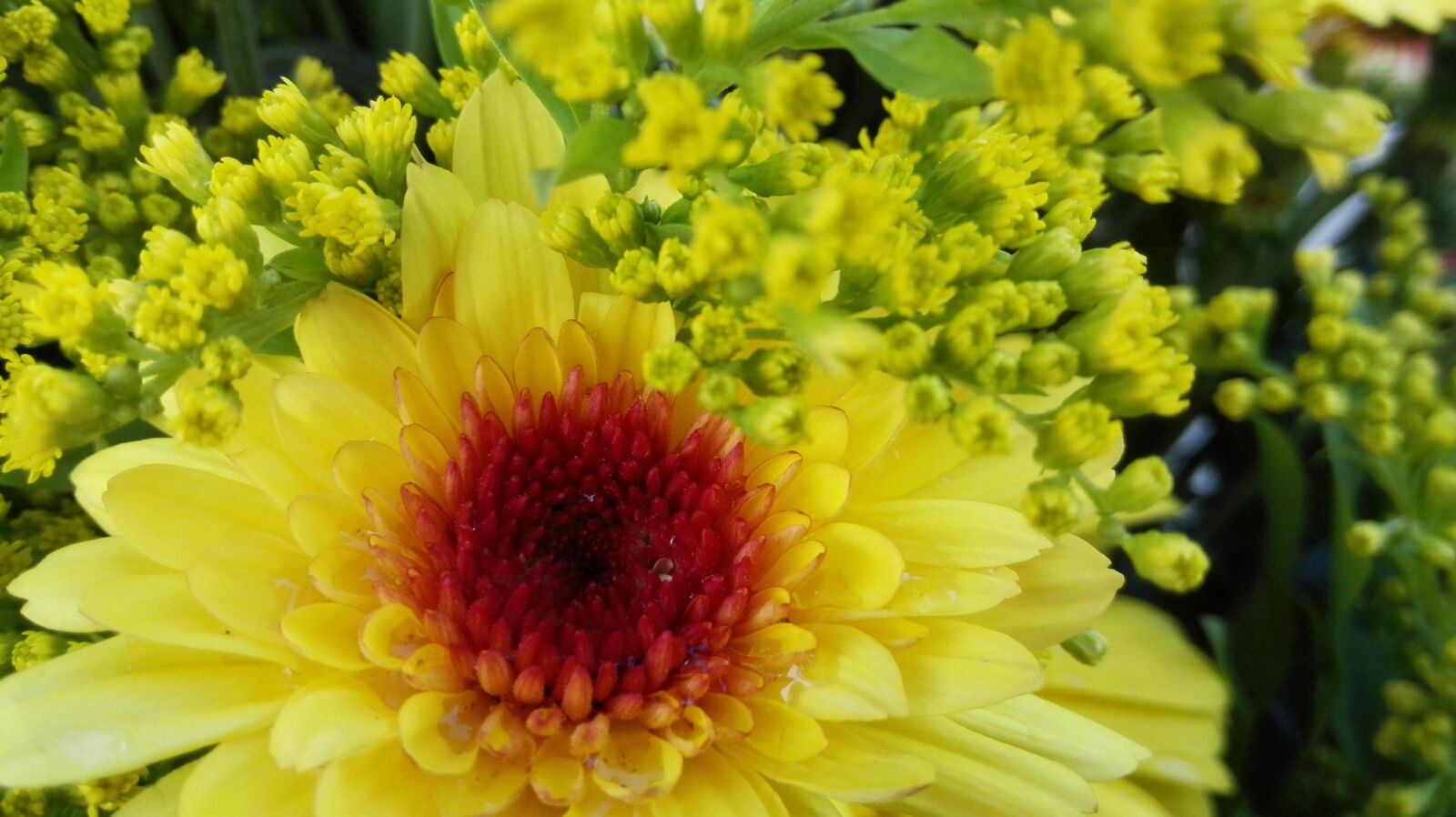 HUAWEI P7-L10 sample photo. Flower, yellow, nature photography