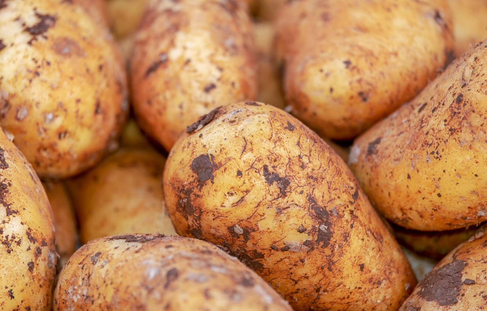 Fujifilm XF 55-200mm F3.5-4.8 R LM OIS sample photo. Potatoes, vegetables, erdfrucht photography