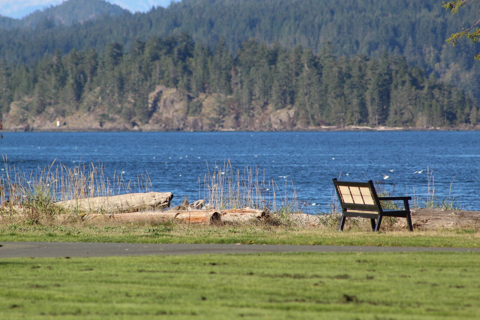 Canon EOS 1300D (EOS Rebel T6 / EOS Kiss X80) sample photo. Tyee spit, campbell river photography