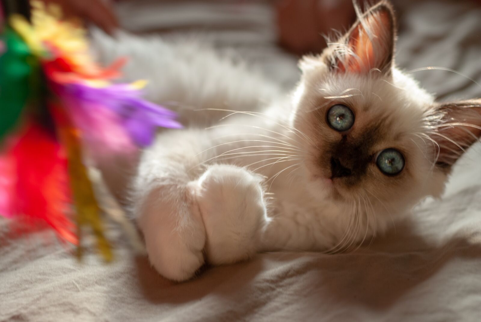 Nikon D80 sample photo. Cat, sacred, animals photography
