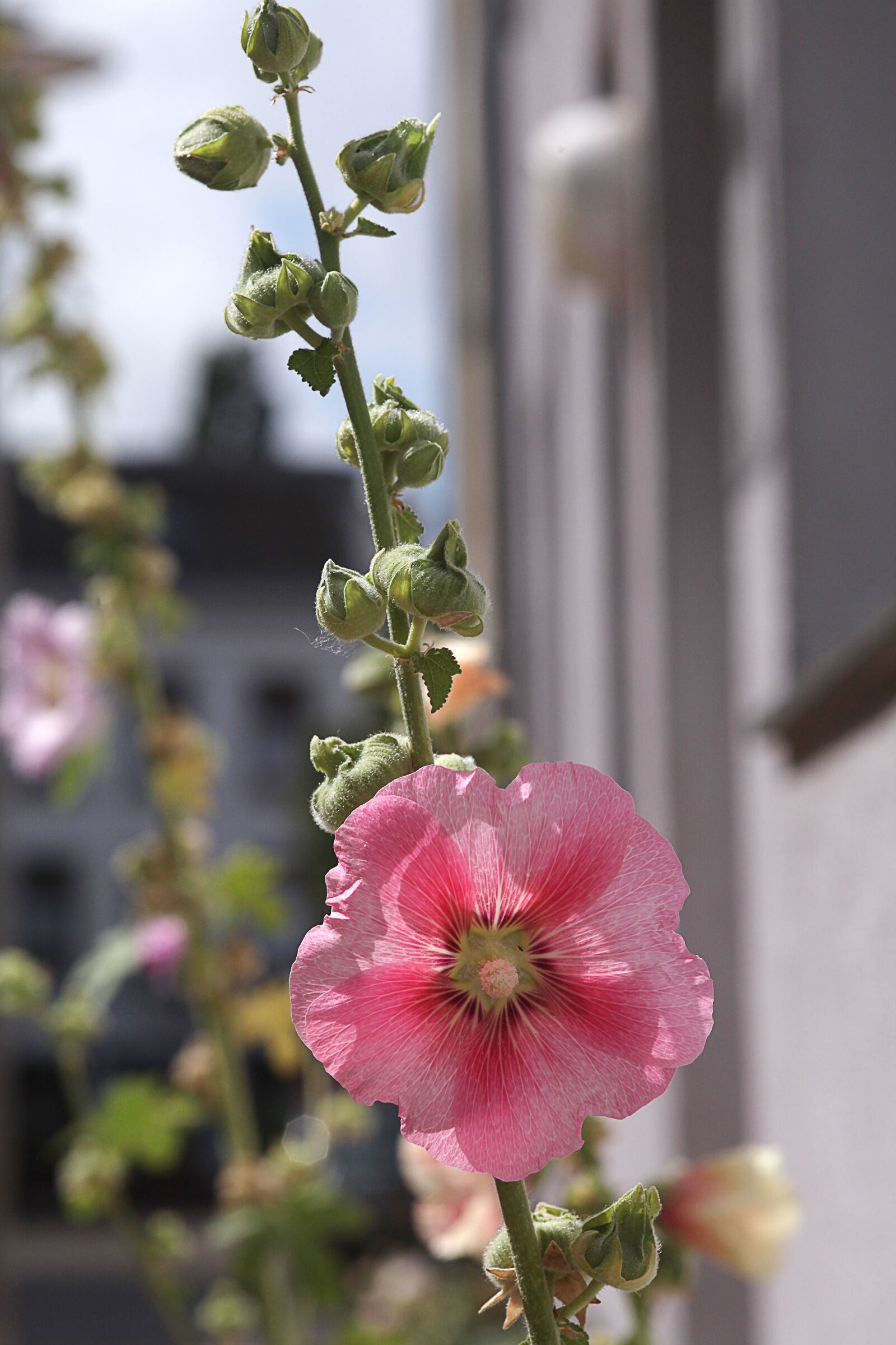 Canon EOS 5D Mark II sample photo. Common peony, pink, sunlight photography