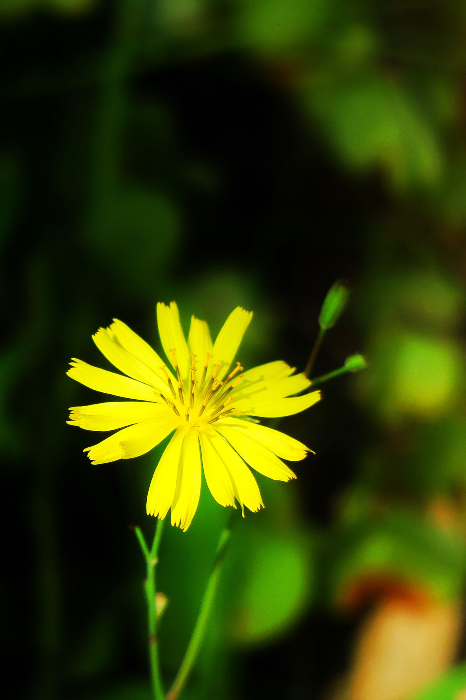 Canon PowerShot G3 X sample photo. Nature, plant, flower photography