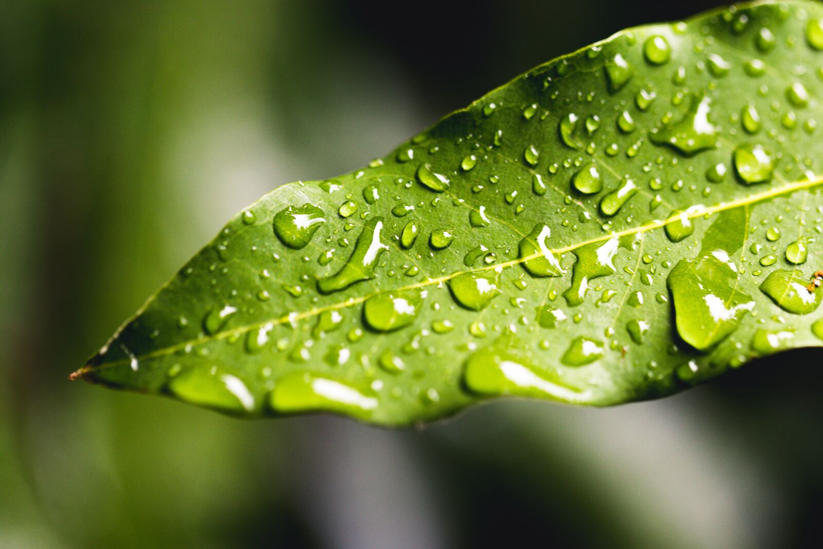 Canon EF 100mm F2.8L Macro IS USM sample photo. Leaf, drop, dew photography