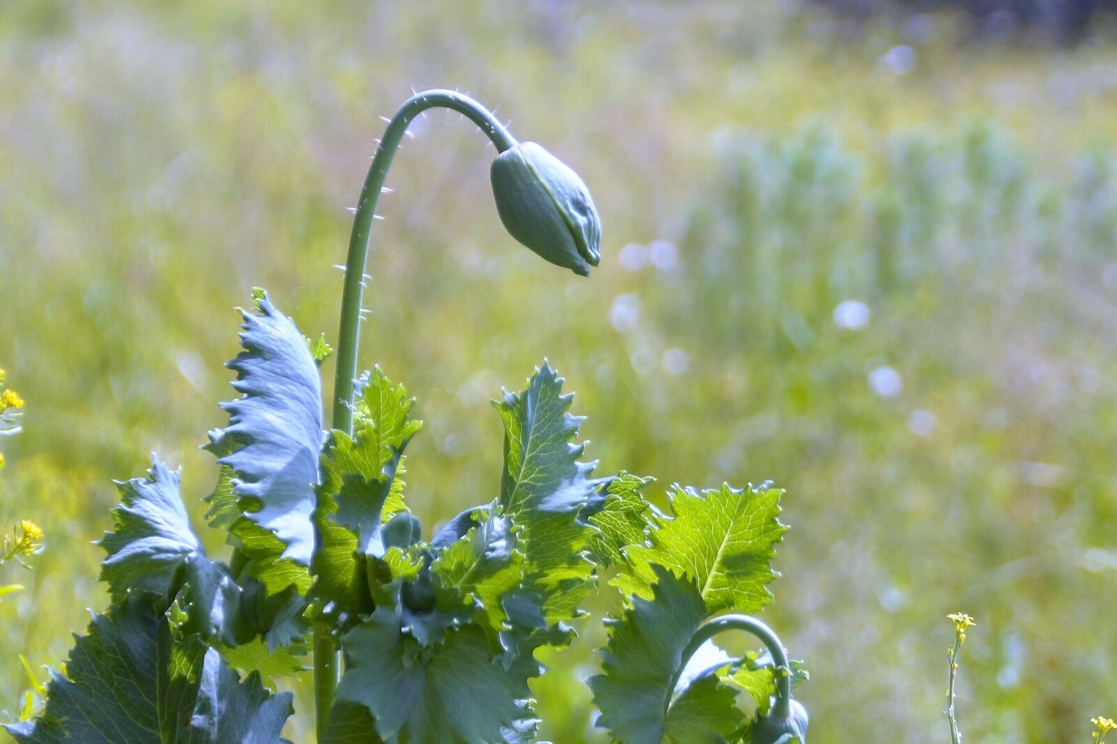 Sony SLT-A58 sample photo. Bud, plant, poppy photography