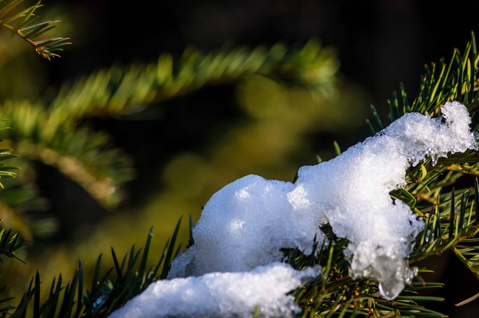 Nikon D3200 sample photo. Tree, winter, snow, branch photography