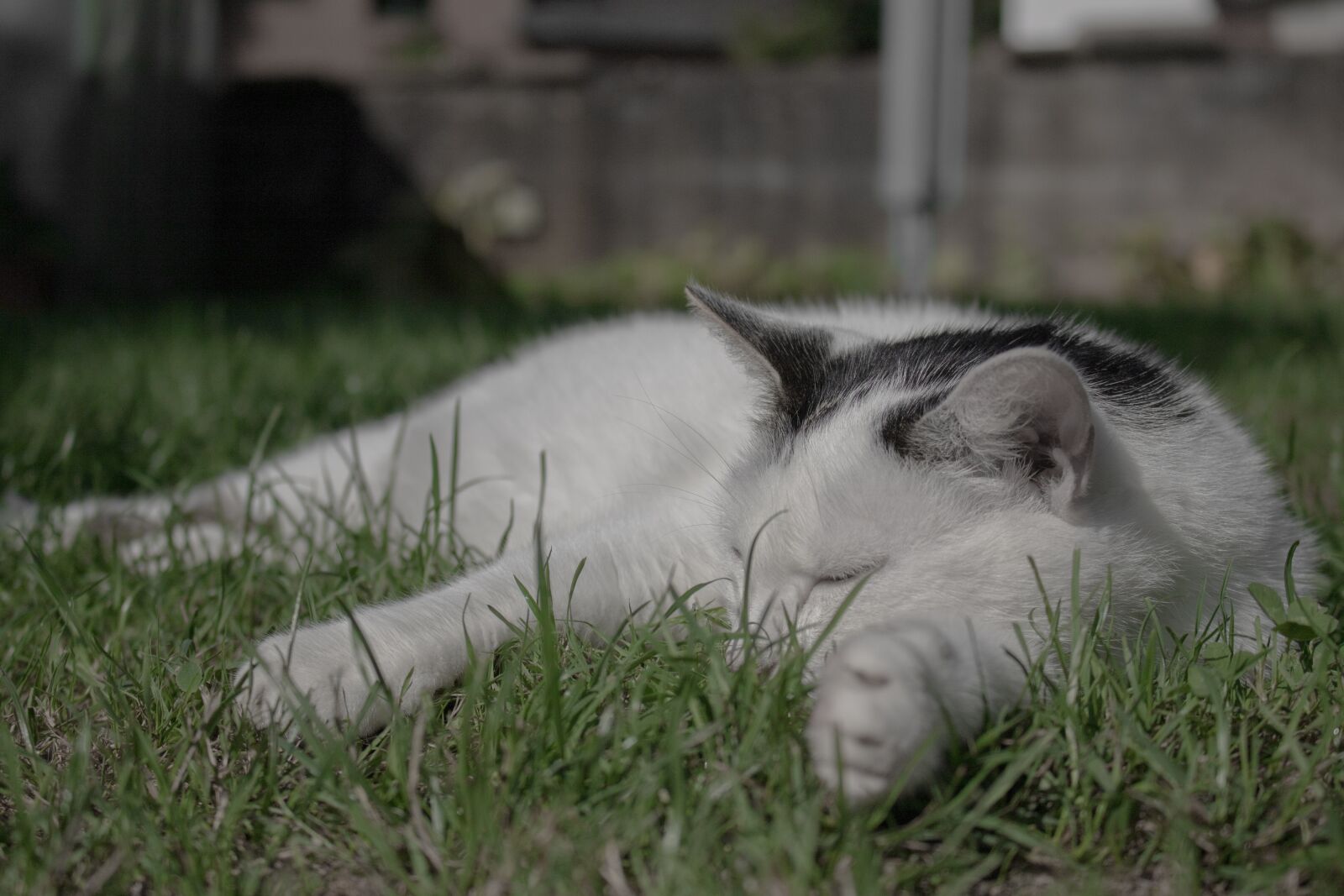 Canon EOS 7D Mark II + Canon EF-S 18-55mm F3.5-5.6 IS STM sample photo. Cat, grass, peaceful photography