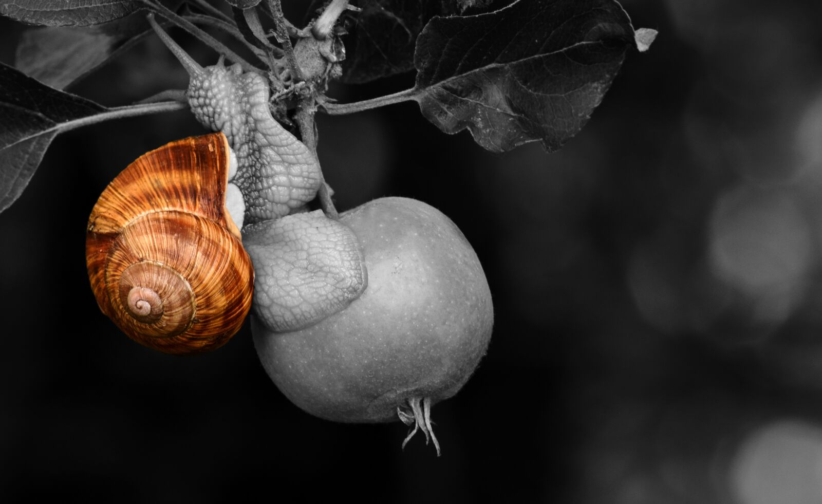 Nikon D3300 sample photo. Snail, apple, shell photography