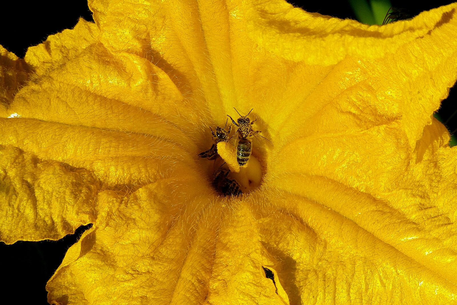Samsung WB750 sample photo. Flower zucchini yellow, bees photography
