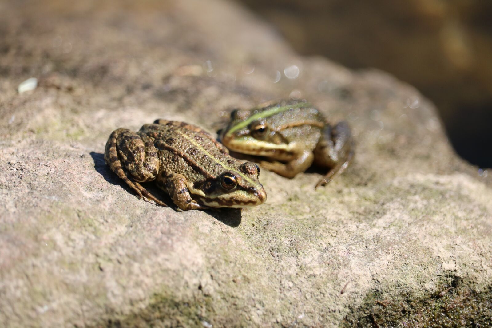Canon EOS 750D (EOS Rebel T6i / EOS Kiss X8i) + Canon EF-S 55-250mm F4-5.6 IS STM sample photo. Frogs, rocks, nature photography