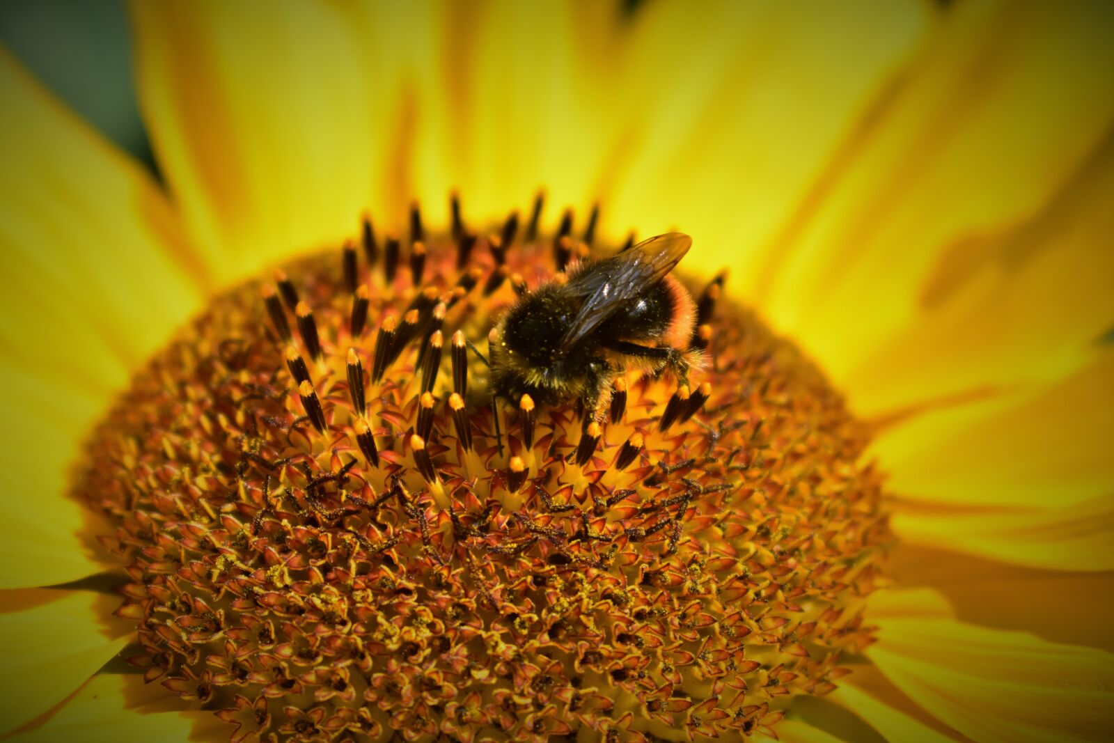 Nikon D7200 sample photo. Sunflower, bee, dusting photography