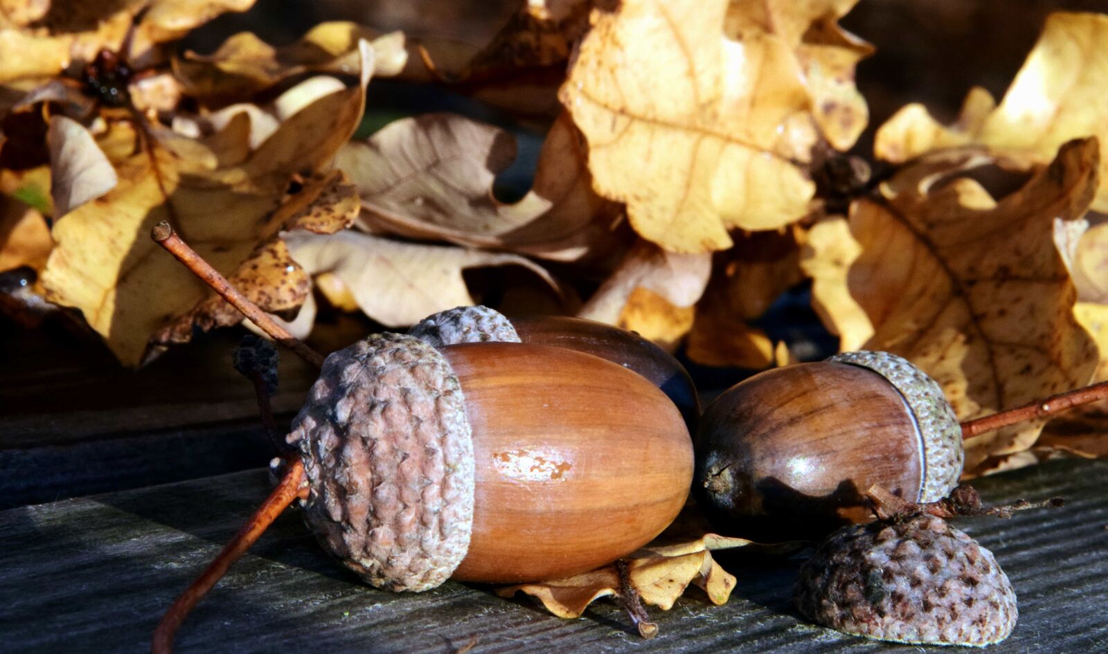 Nikon D3300 sample photo. Leaf, acorn, wood, table photography