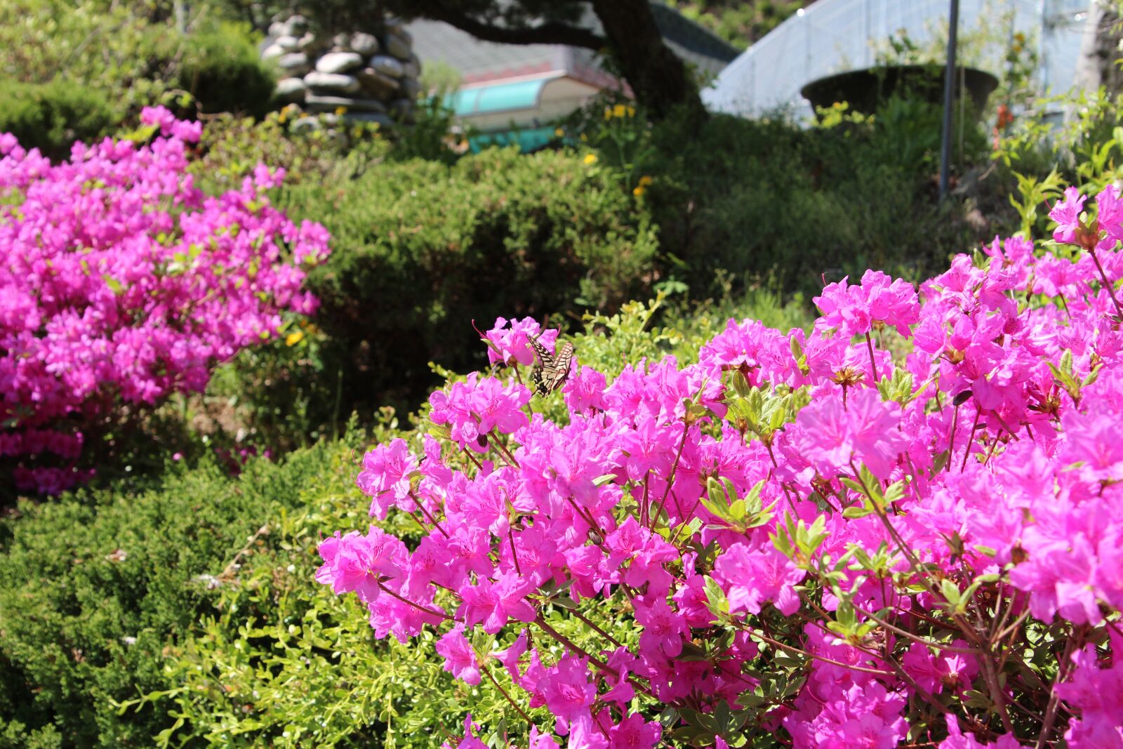 Canon EOS 650D (EOS Rebel T4i / EOS Kiss X6i) sample photo. Pink, flower, nature photography