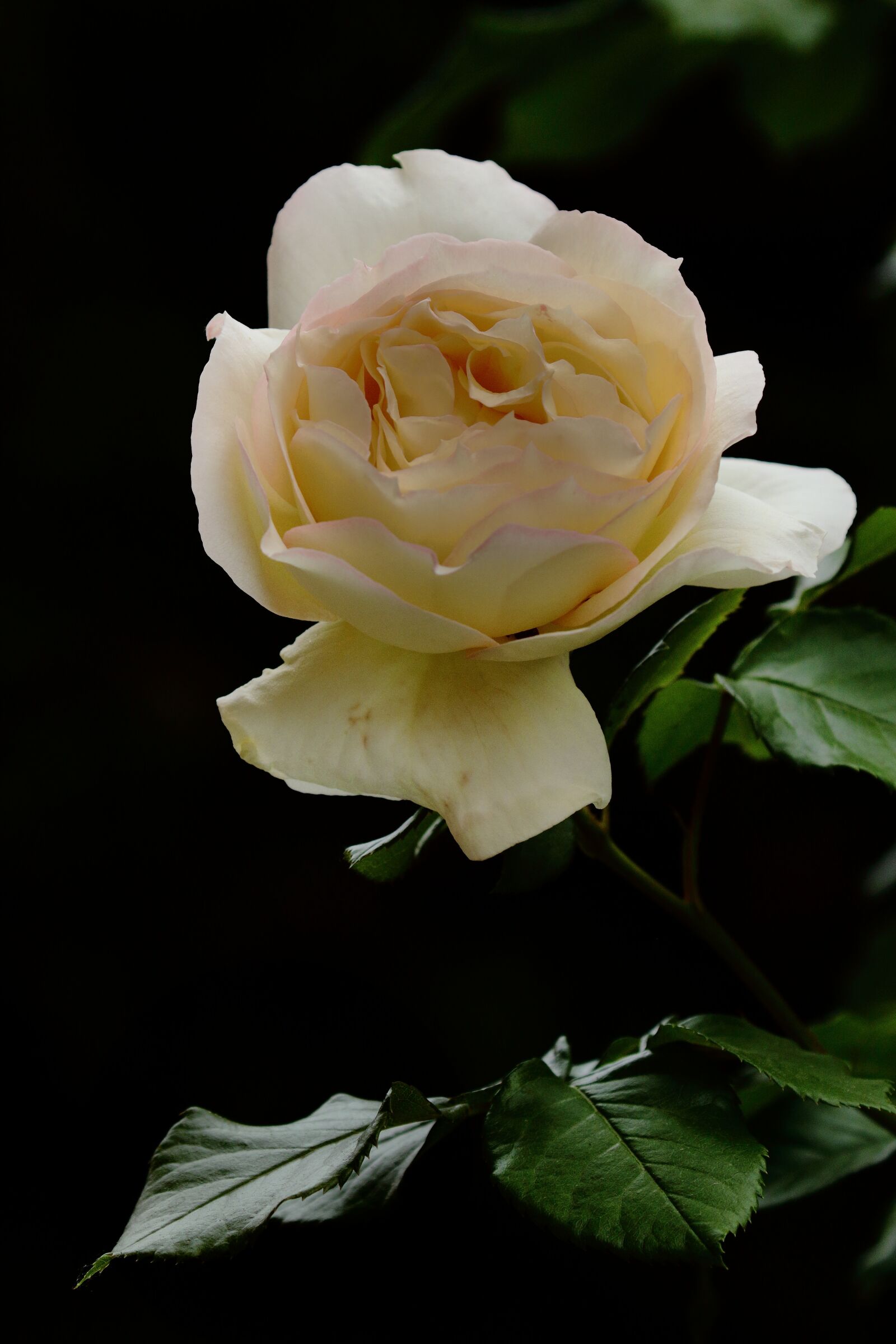 Canon EOS 7D Mark II sample photo. Rosa, yellow, flower photography