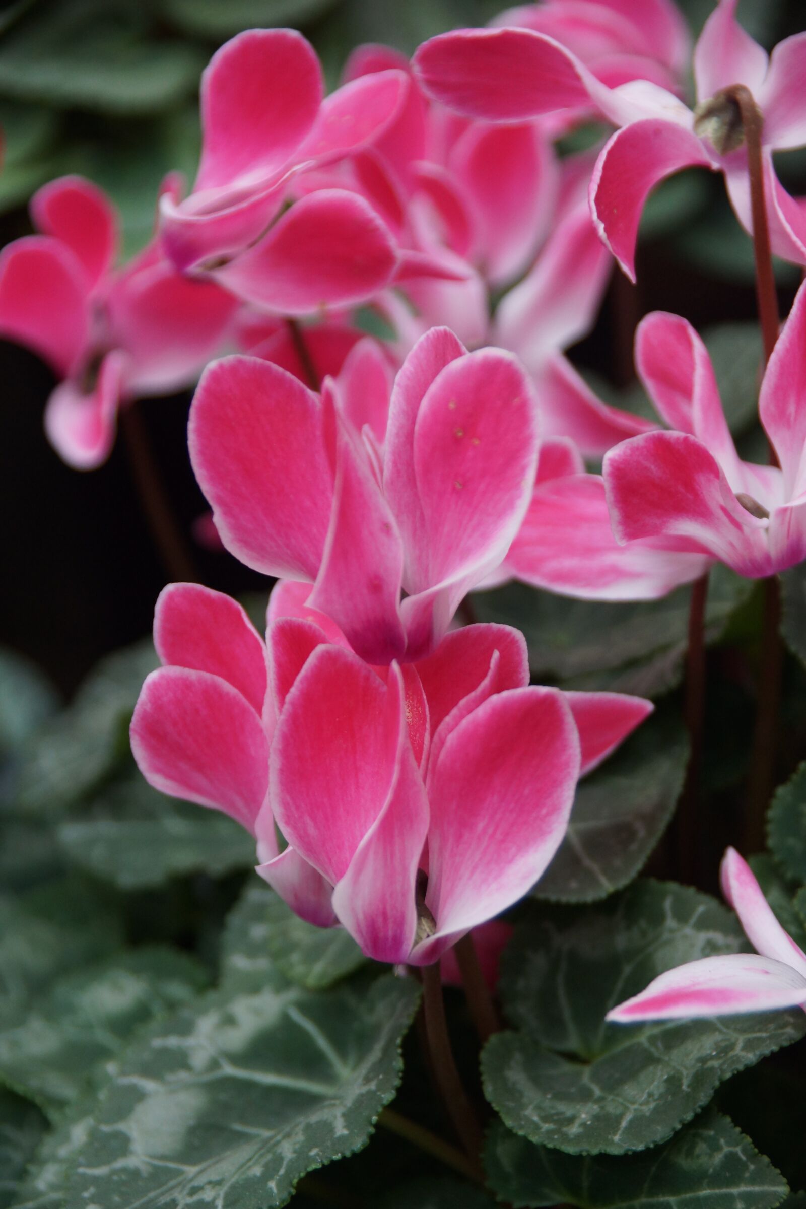 Sony SLT-A77 + Sony DT 18-250mm F3.5-6.3 sample photo. Pink, white, cyclamen photography