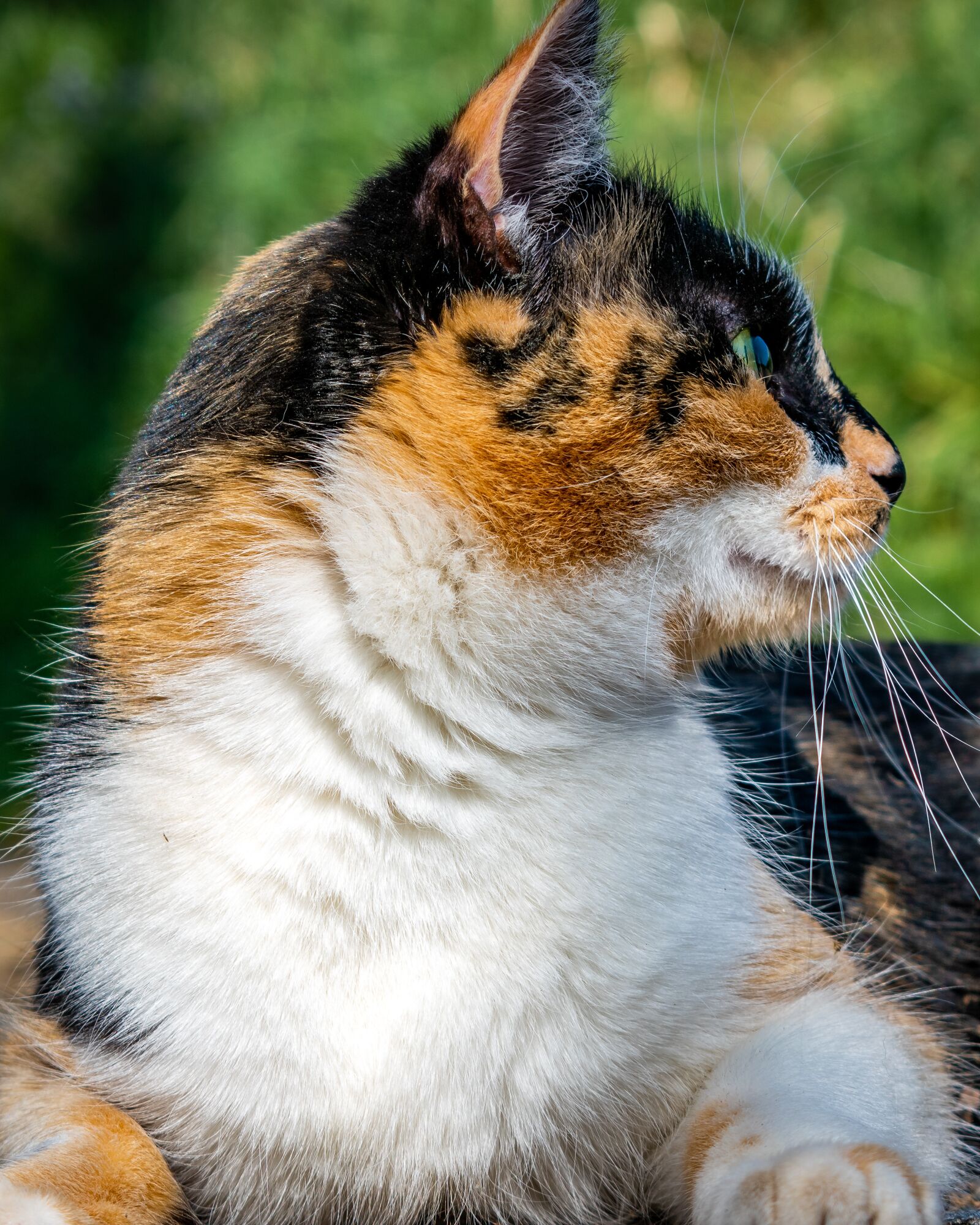 Nikon D3500 sample photo. Cat, kitten, animals photography