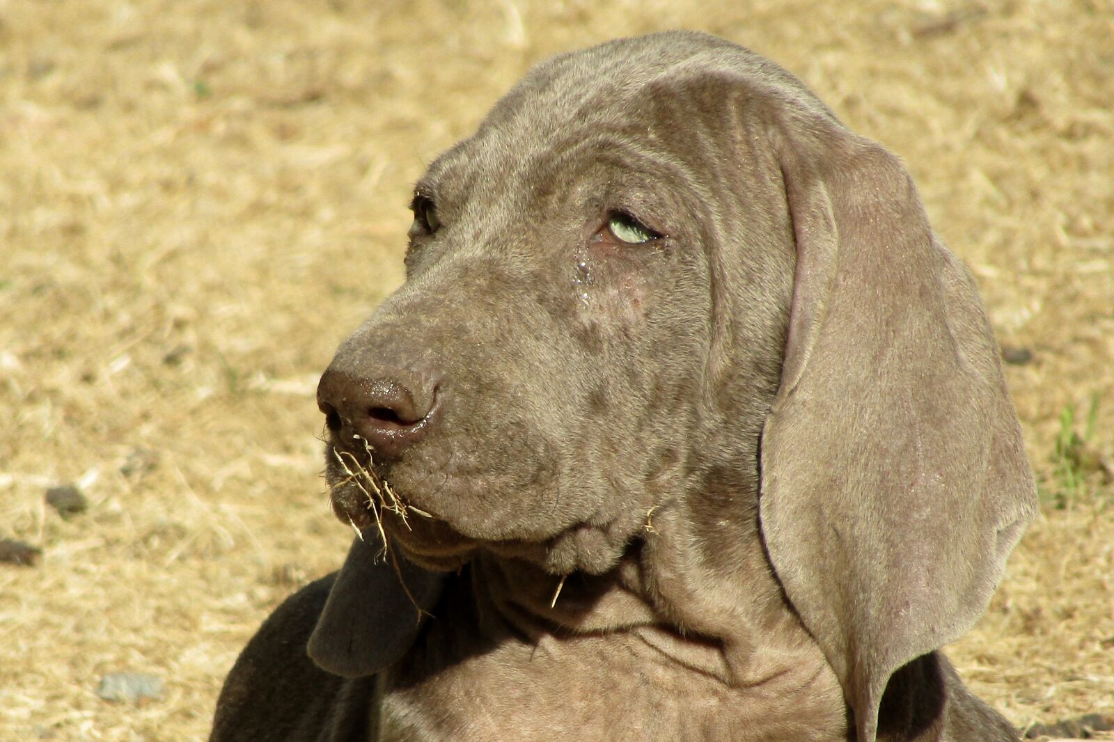 Canon PowerShot SX410 IS sample photo. Weimaraner, puppy, cute photography