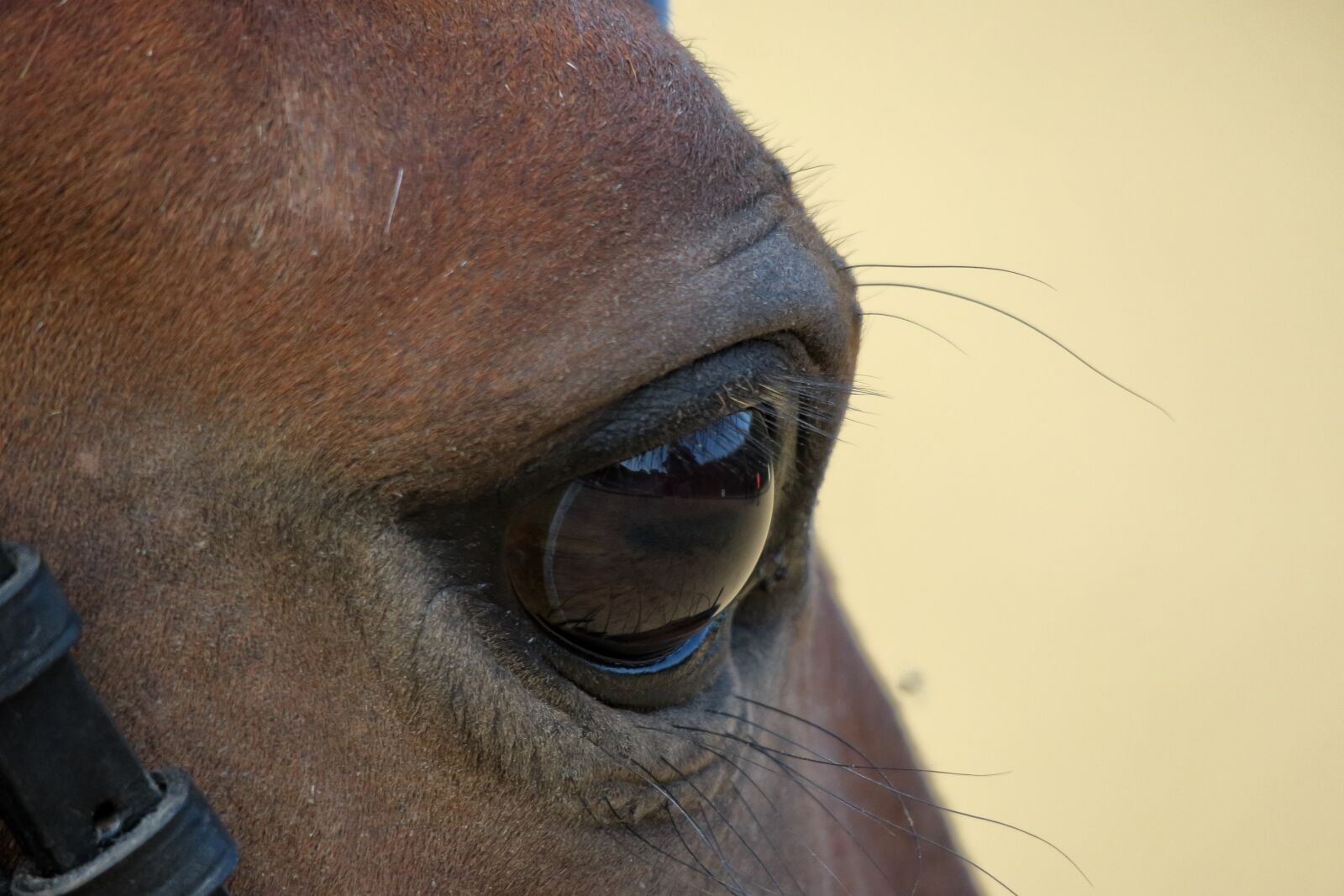 Canon PowerShot G3 X sample photo. Horse, eye, animal photography