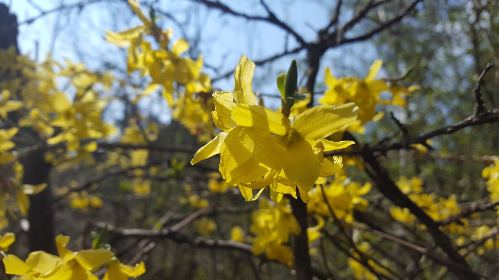 Samsung Galaxy S6 sample photo. Golden, rain, flower photography