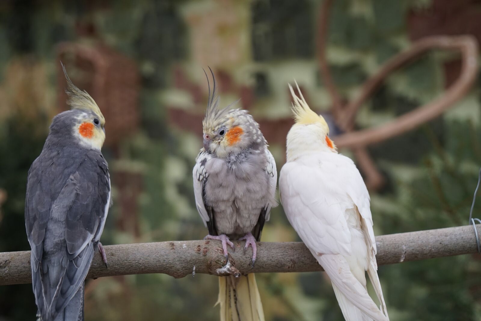 Sony a6500 + Sony Vario-Tessar T* E 16-70mm F4 ZA OSS sample photo. Bird, animal world, animal photography