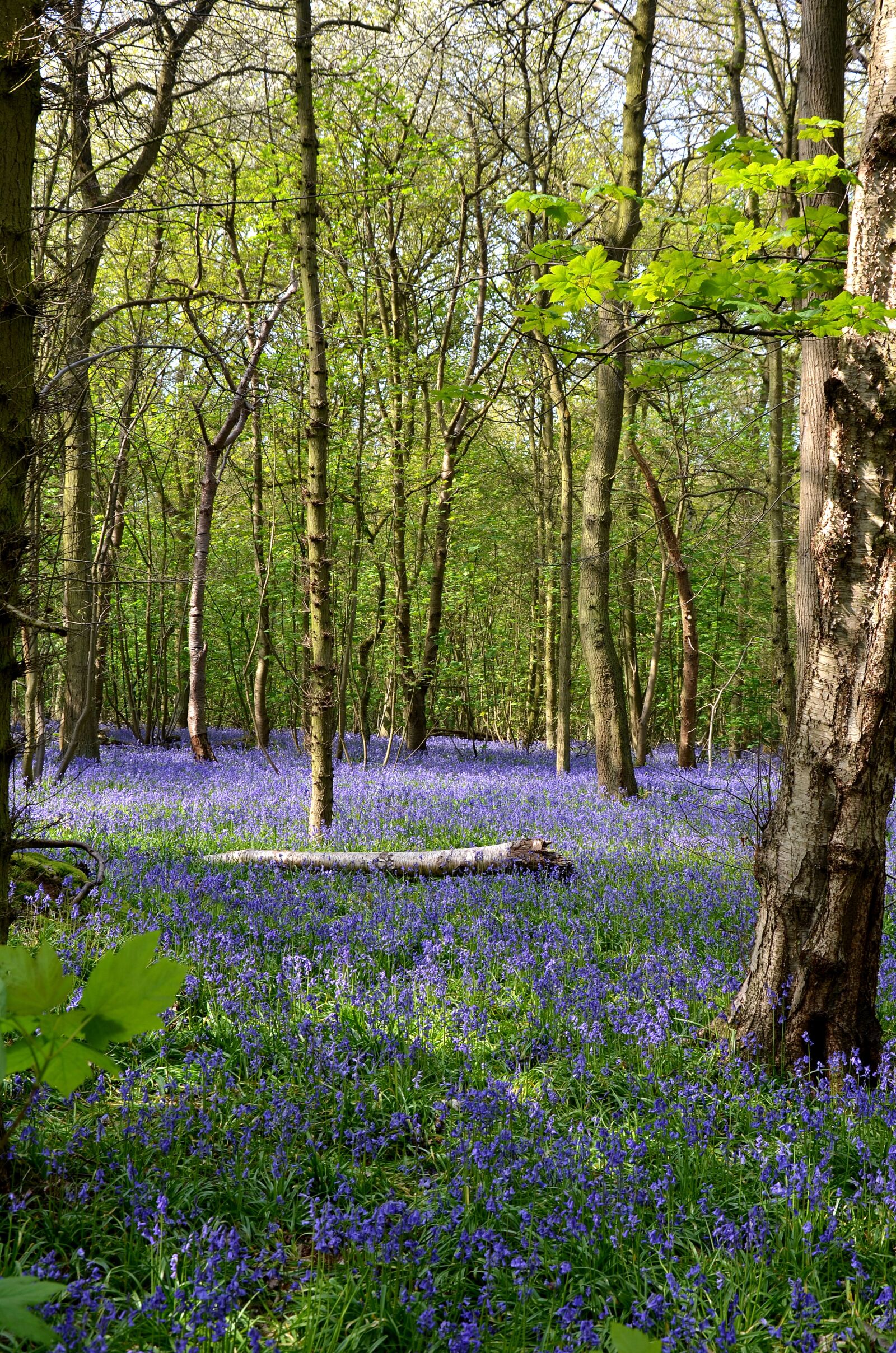 Nikon D5100 sample photo. Bluebells, forest, rufford park photography