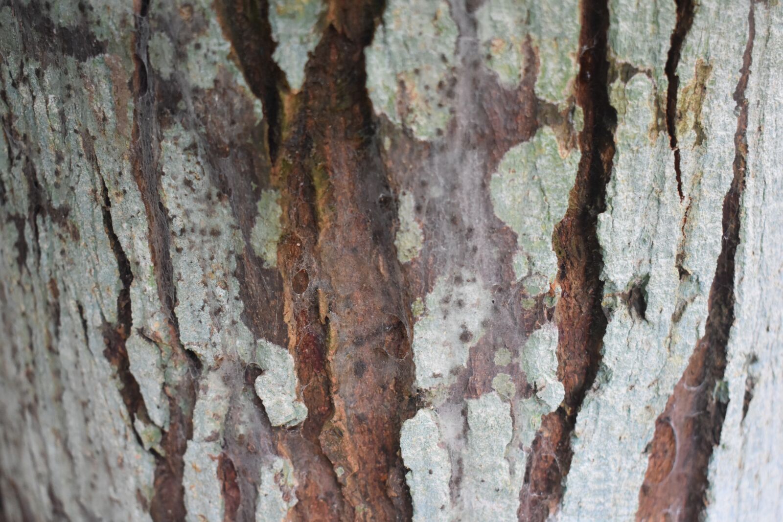 Nikon D3400 sample photo. Wrinkled wood surface, tree photography