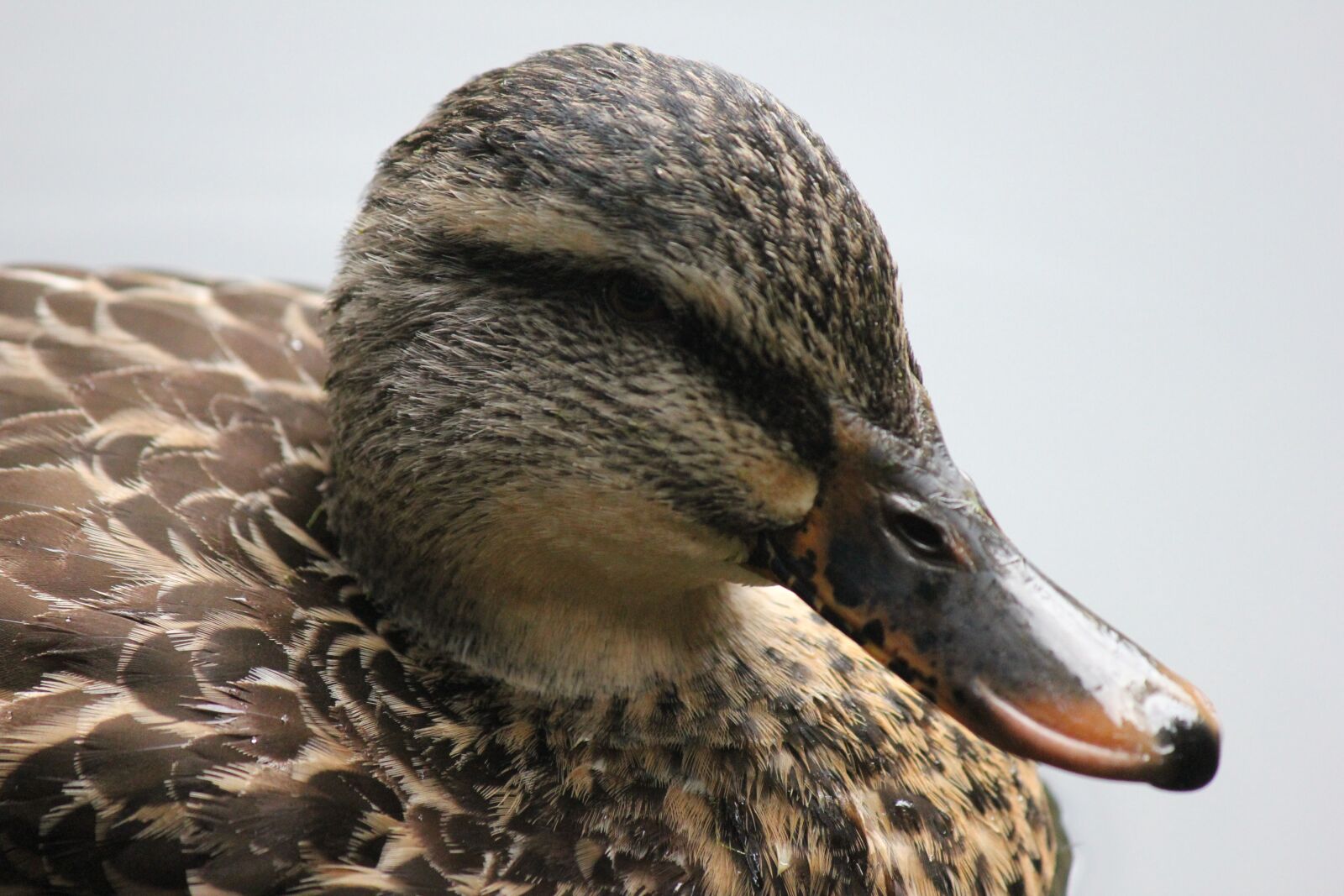 Canon EOS 550D (EOS Rebel T2i / EOS Kiss X4) sample photo. Duck, bird, nature photography