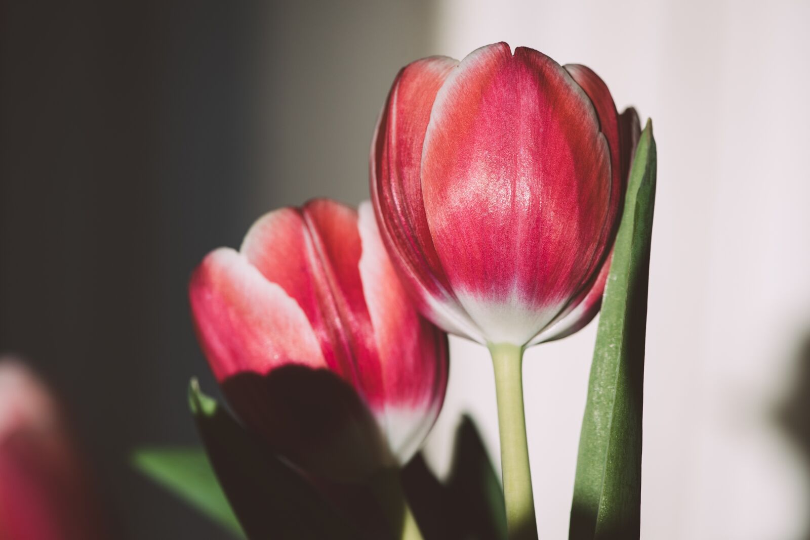 Nikon D750 sample photo. Tulip, flower, blossom photography
