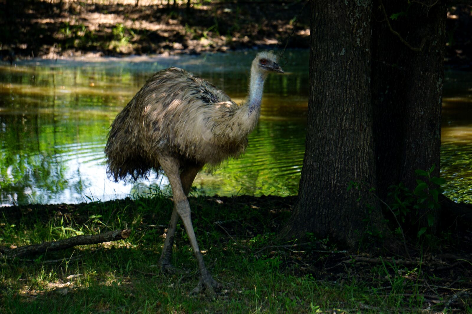 Sony E 55-210mm F4.5-6.3 OSS sample photo. Emu, bird, feathers photography