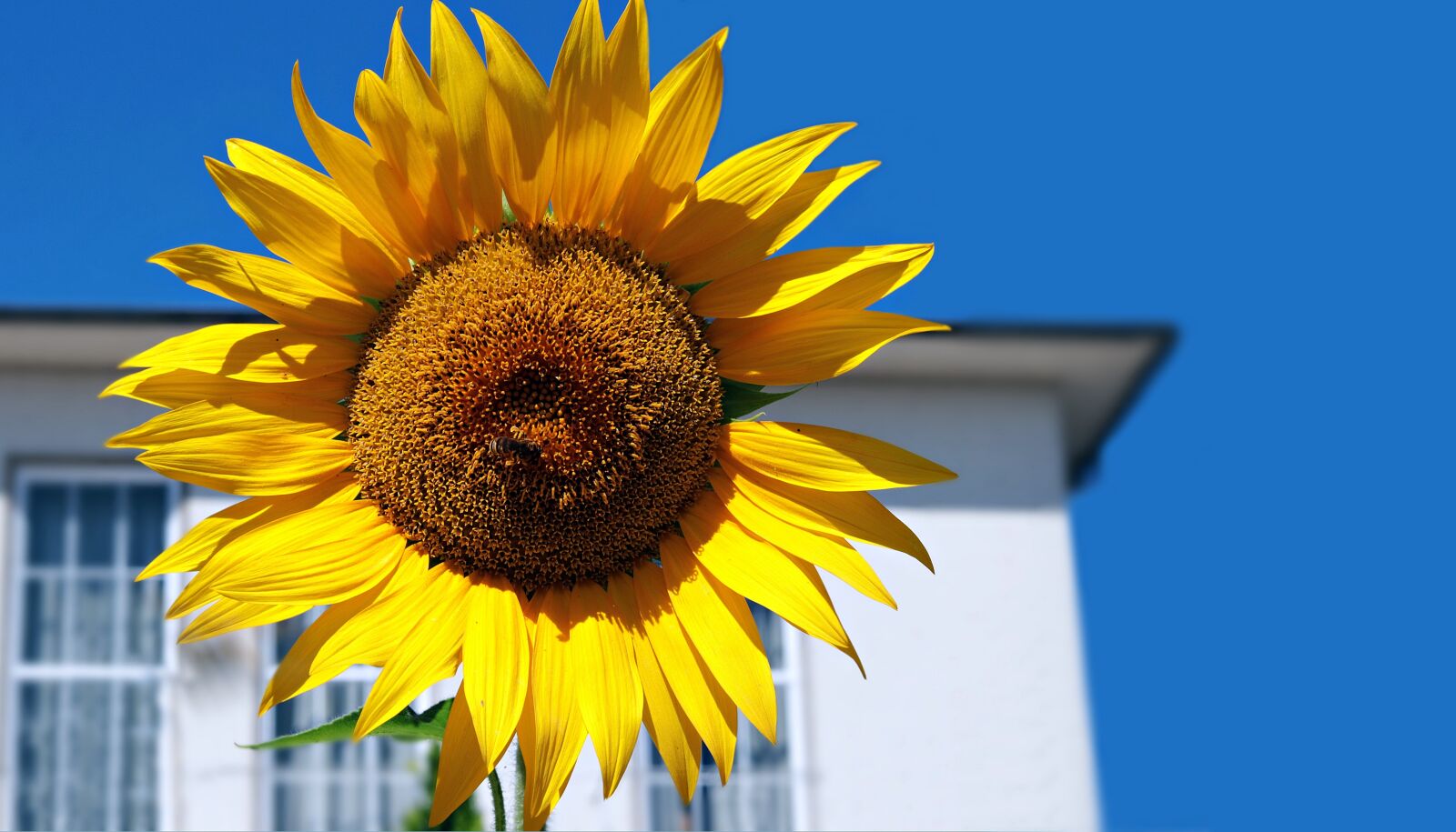 Canon EOS 80D + Canon EF 50mm F1.8 STM sample photo. Sunflower, blue sky, house photography