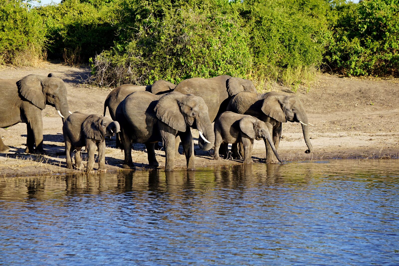 Sony E 55-210mm F4.5-6.3 OSS sample photo. Chobe national park, botswana photography