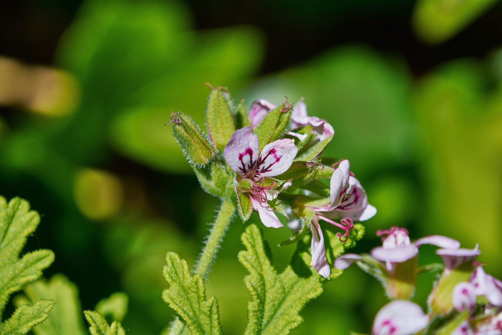 Nikon D7200 sample photo. Geranium lemon, flower, garden photography