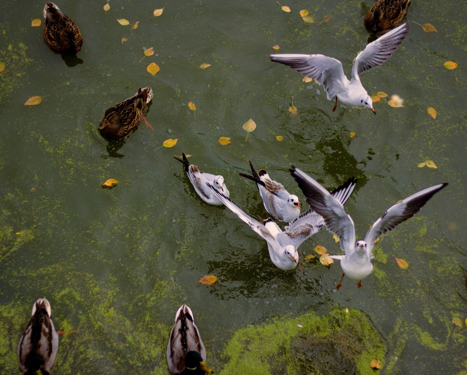 Canon EOS 600D (Rebel EOS T3i / EOS Kiss X5) + Canon EF 50mm F1.8 II sample photo. Park, lake, gulls photography