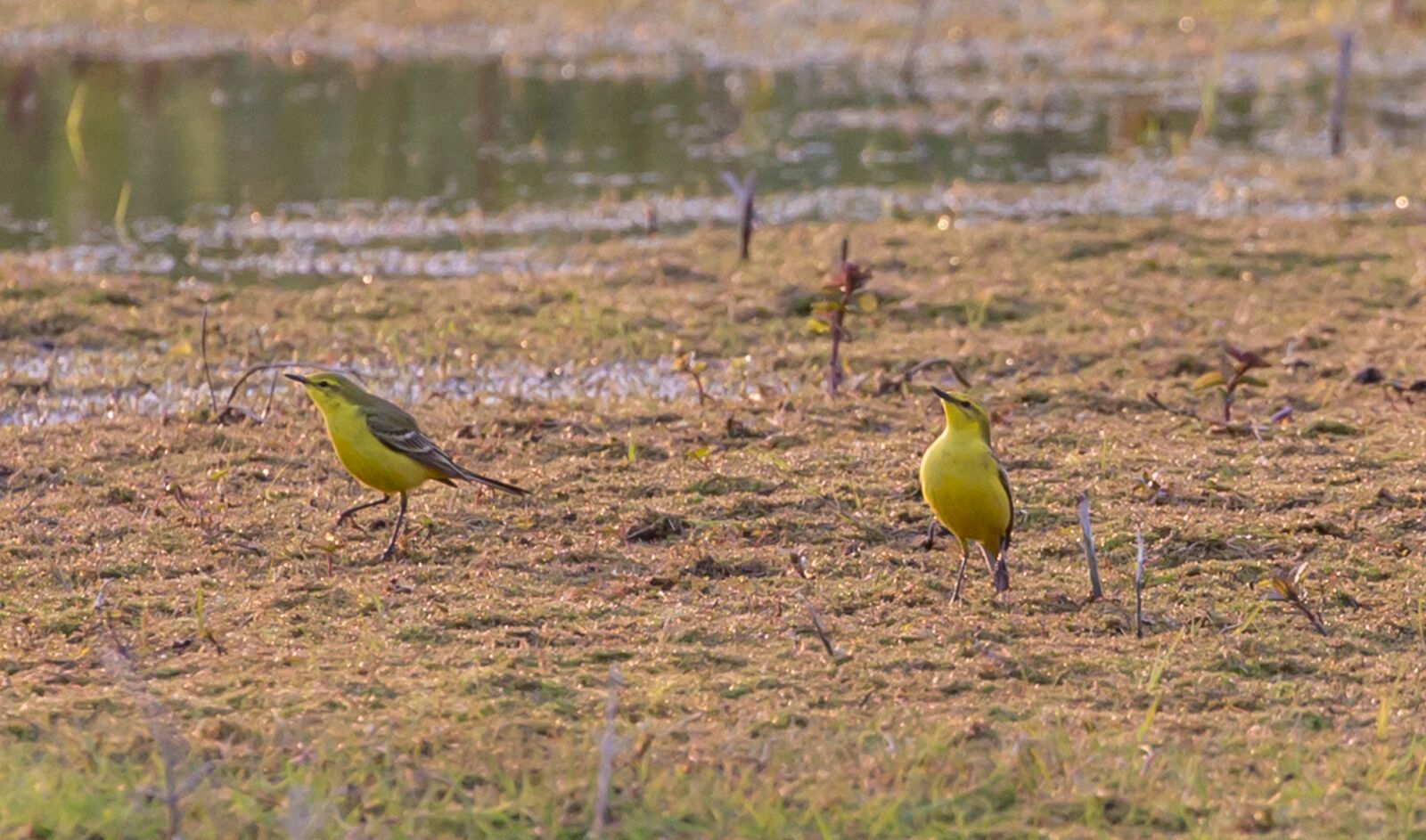 Canon EOS 5D Mark III sample photo. Yellow wagtail, motacilla flava photography