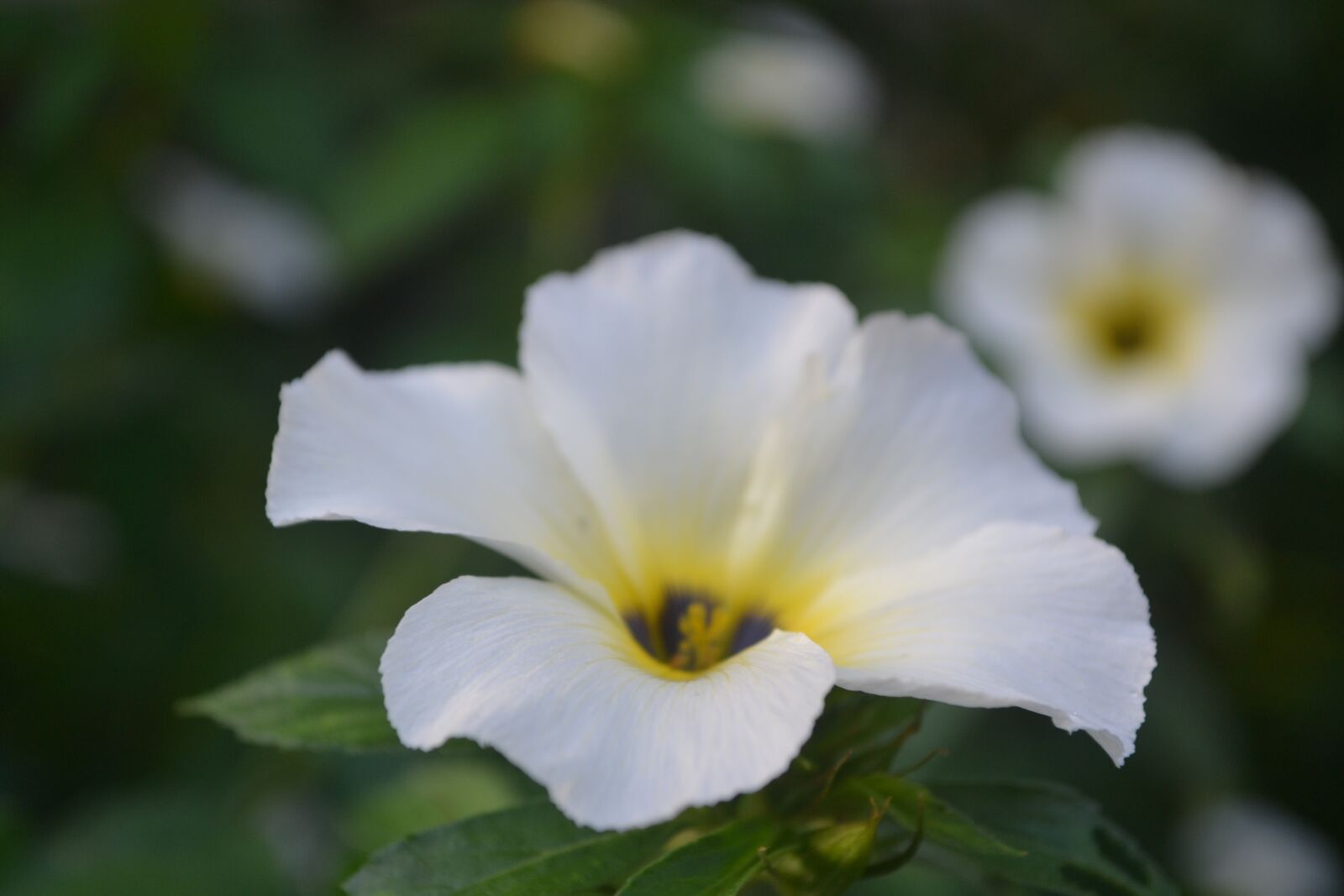 Nikon D3100 sample photo. Nature, flower, hd photography