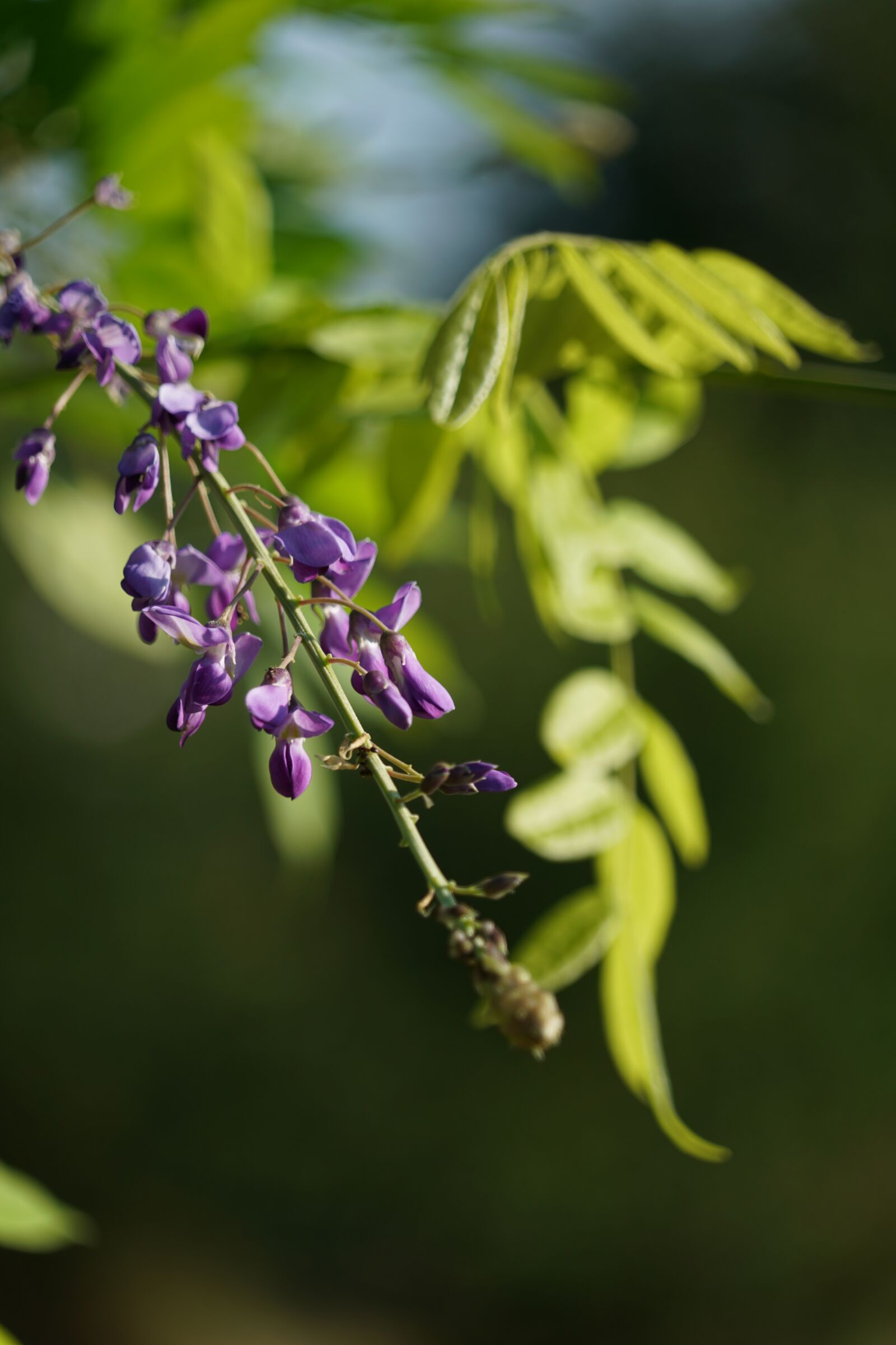 Sony a7R II + Sony FE 24-240mm F3.5-6.3 OSS sample photo. Flower, violet, pink photography