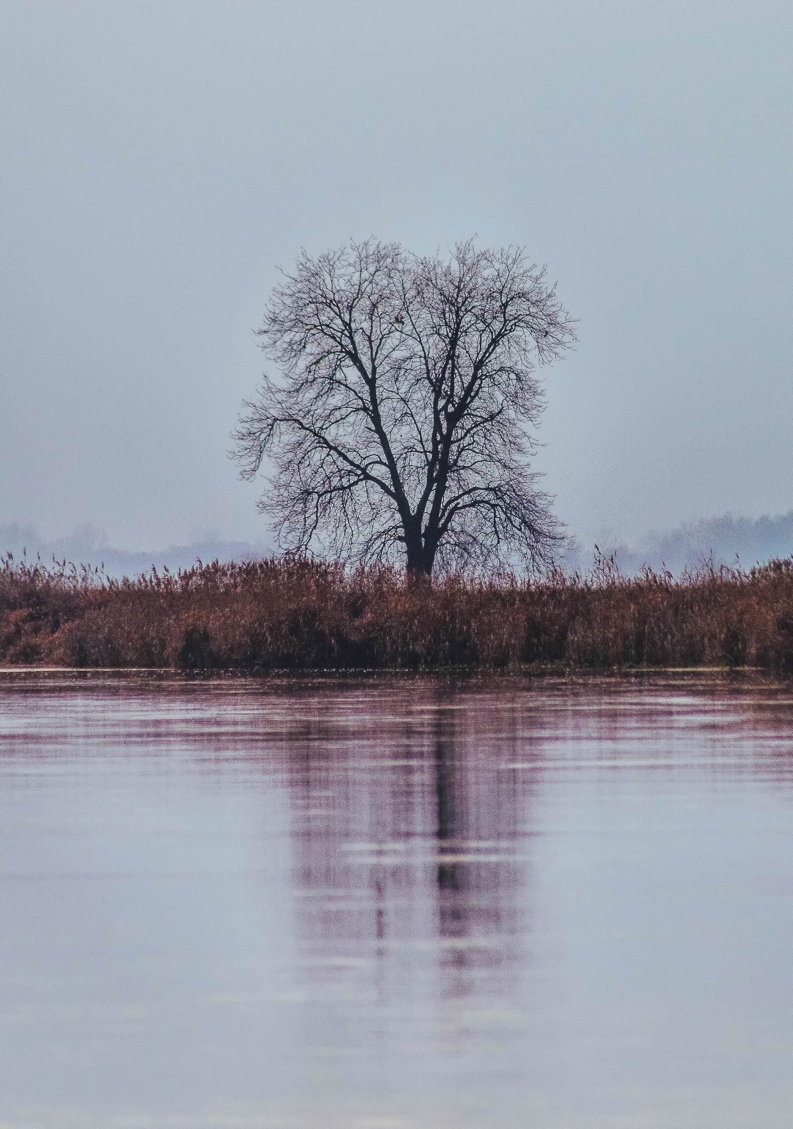 Canon EOS 6D sample photo. Tree, loneliness, withered photography