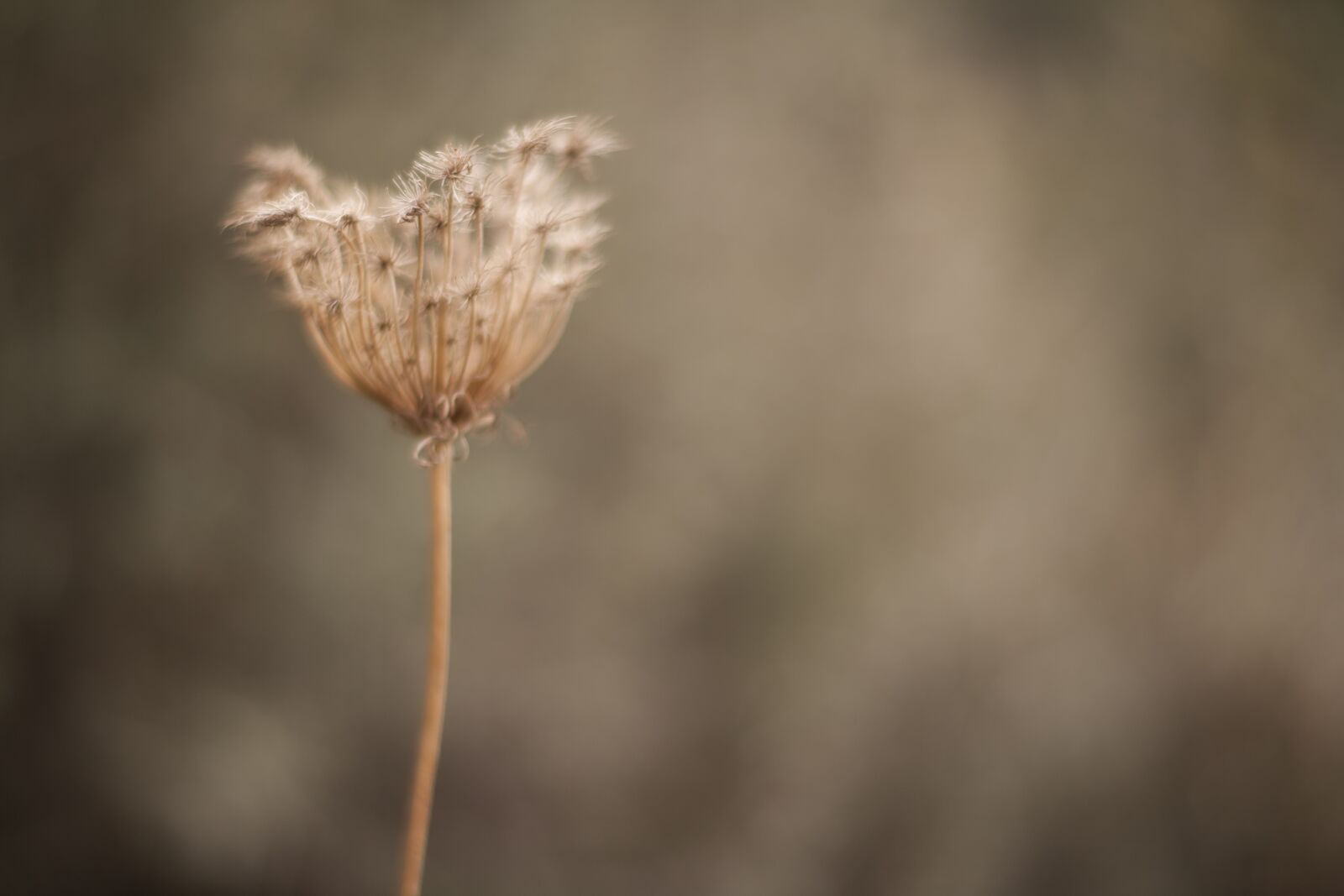 ZEISS Planar T* 85mm F1.4 sample photo. Flower, yellow, spring flowers photography