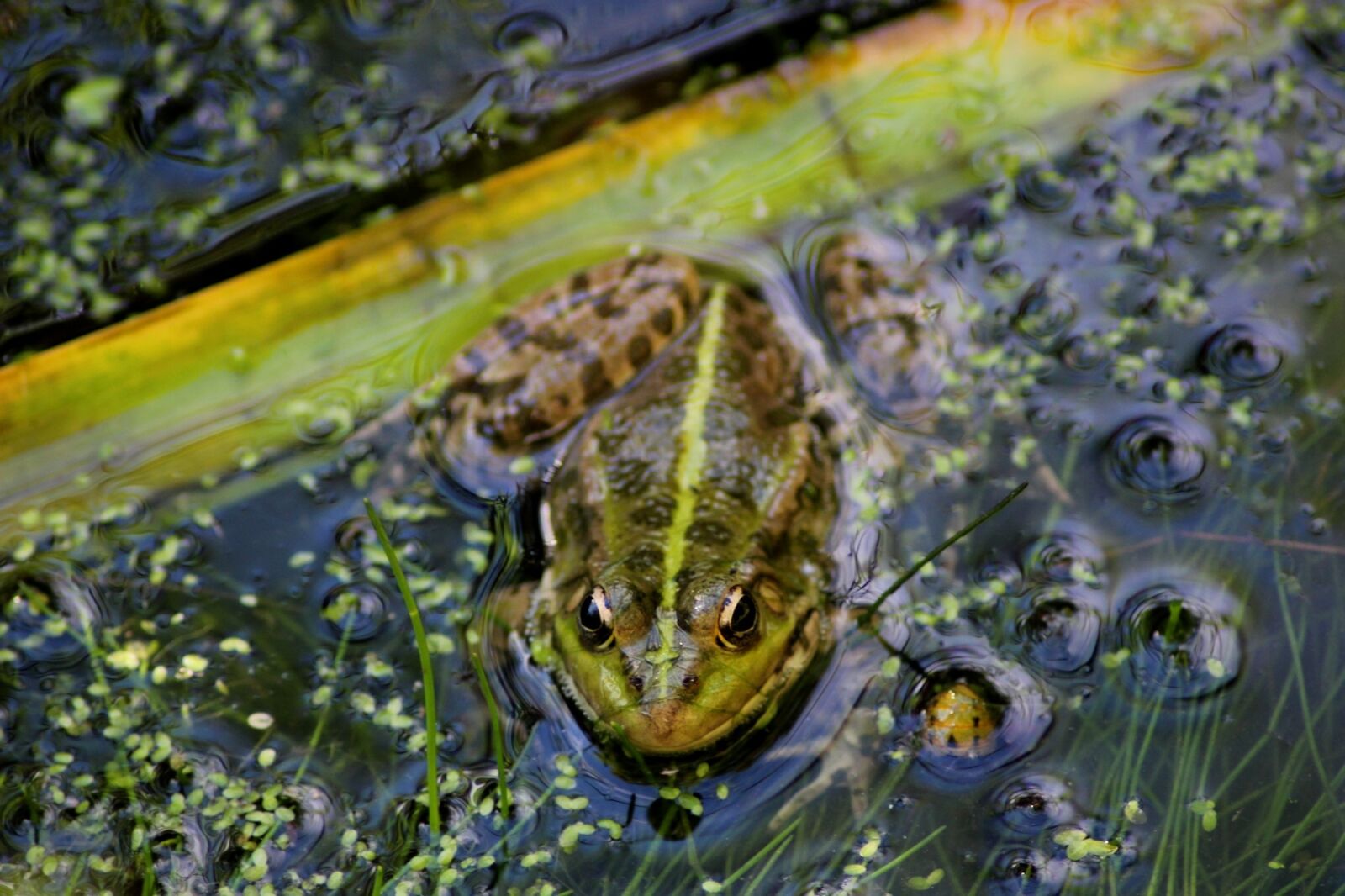 Canon EOS 600D (Rebel EOS T3i / EOS Kiss X5) sample photo. Frog pond, summer, gerardo photography