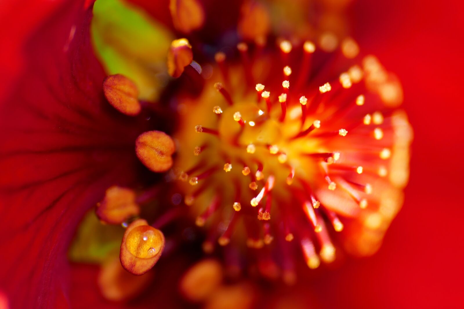 Panasonic Lumix DMC-FZ1000 sample photo. Blossom, bloom, red photography