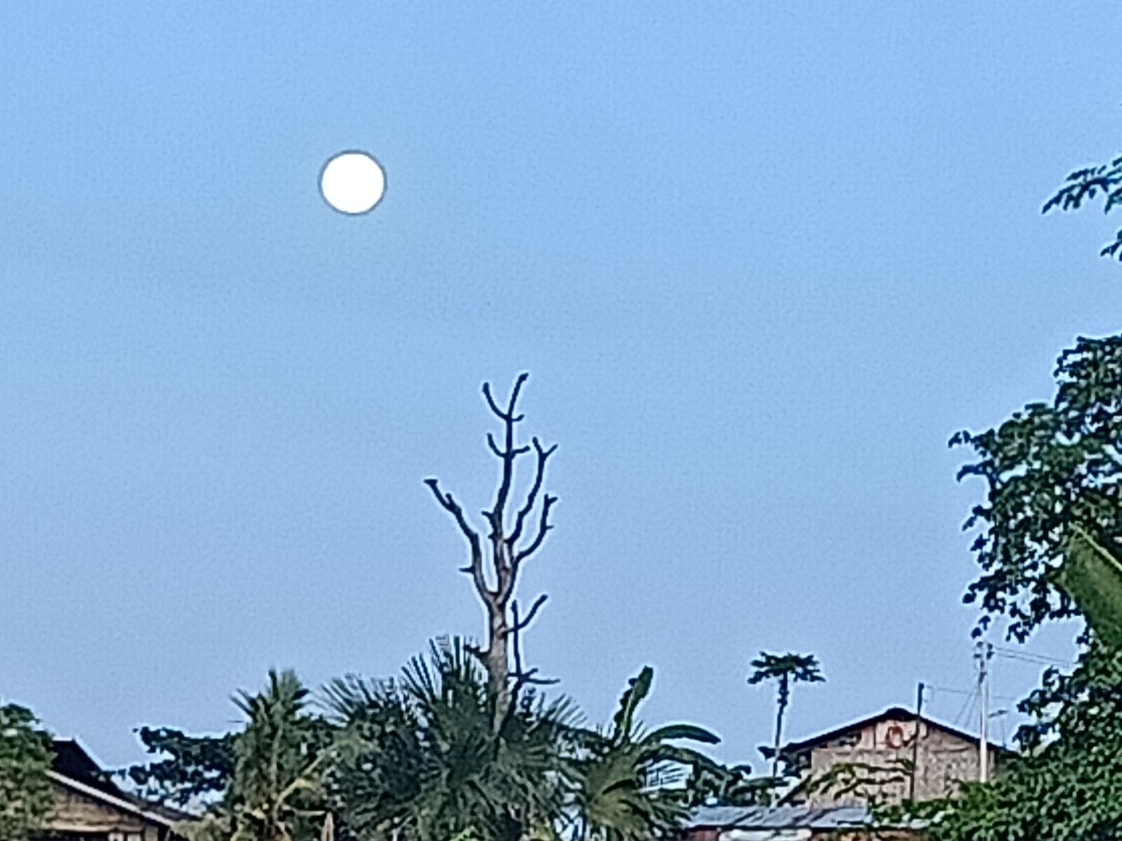 OPPO RENO2 F sample photo. Moon, giant tree, sky photography