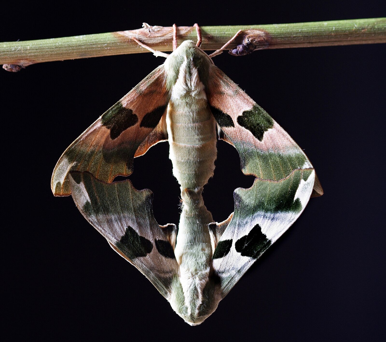Canon EOS 350D (EOS Digital Rebel XT / EOS Kiss Digital N) sample photo. Moth, hawkmoth, wildlife photography