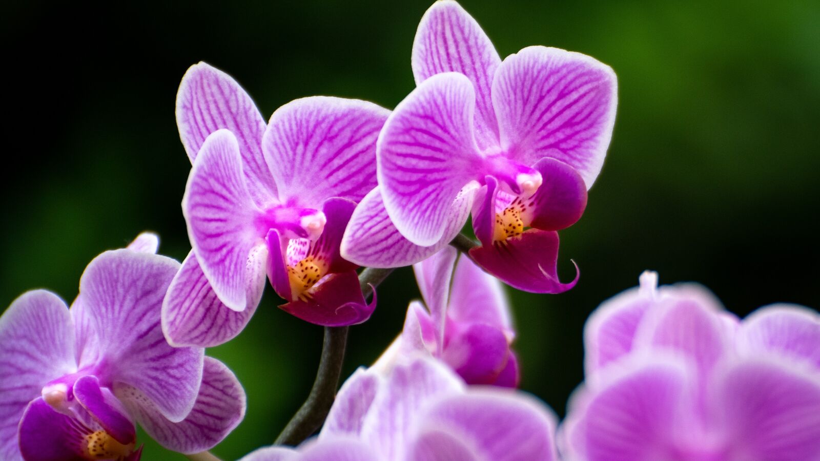 Sony a6500 sample photo. Orchids, color, flowers photography