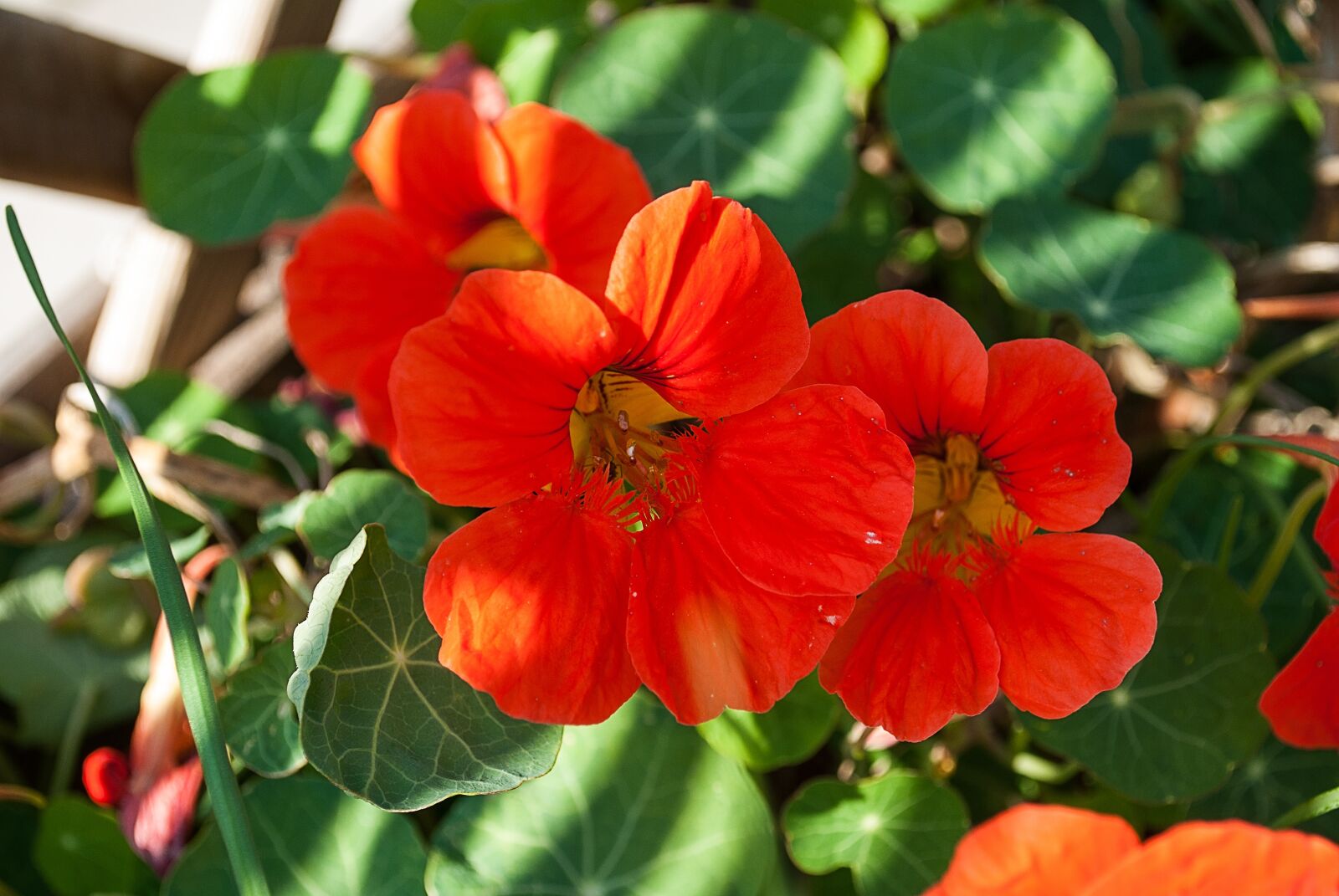 Nikon D3000 sample photo. Nasturtium flowers, red flower photography