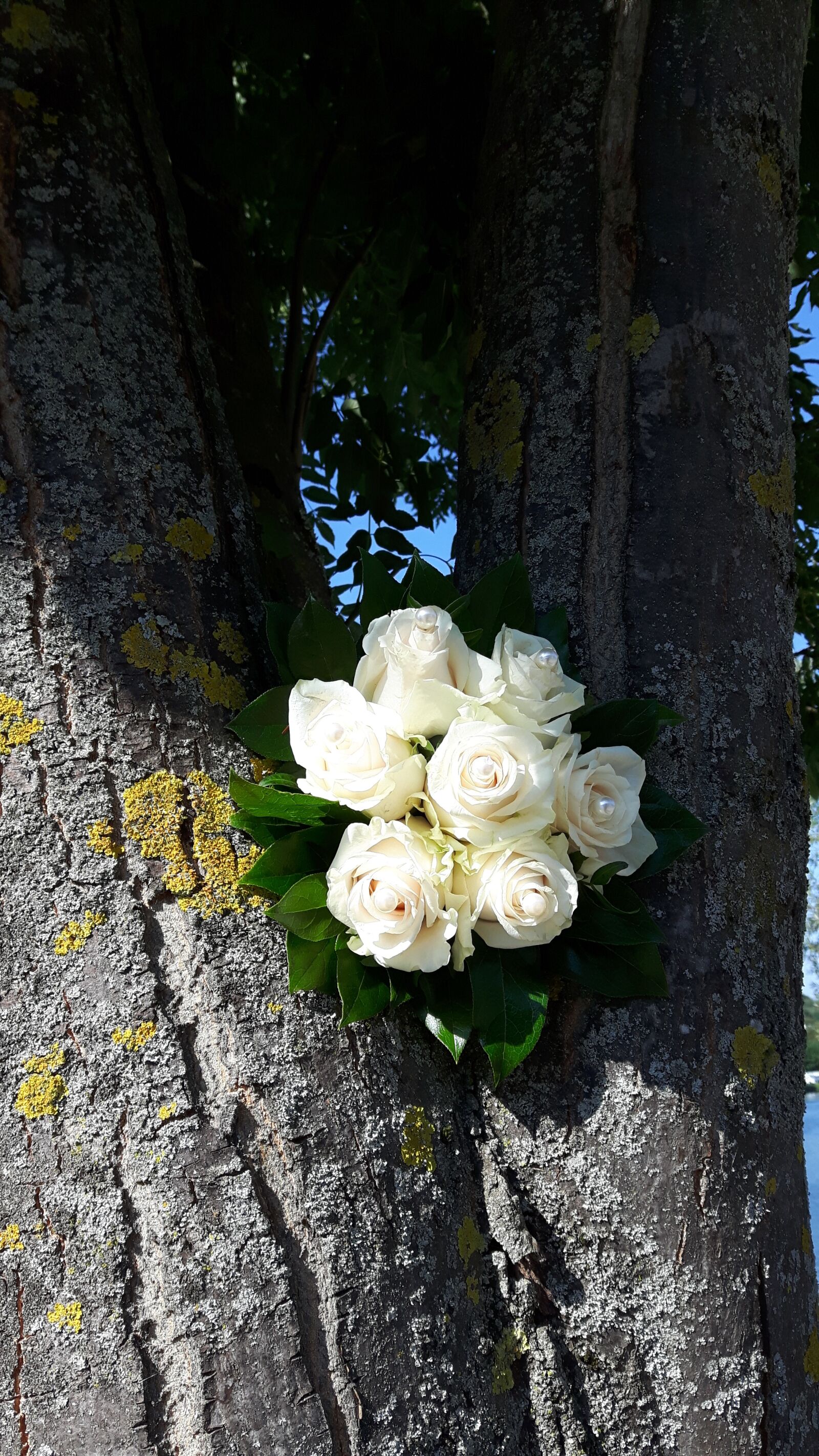 Samsung Galaxy S5 Neo sample photo. Bouquet of roses, roses photography