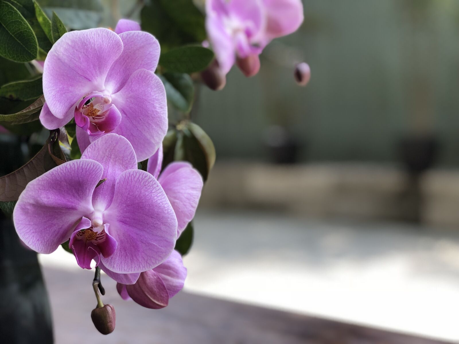 iPhone 8 Plus back dual camera 6.6mm f/2.8 sample photo. Flower, nature, plant photography