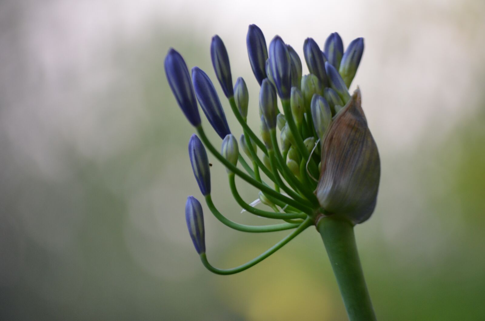 Nikon D5100 sample photo. Nature, flower, flora photography