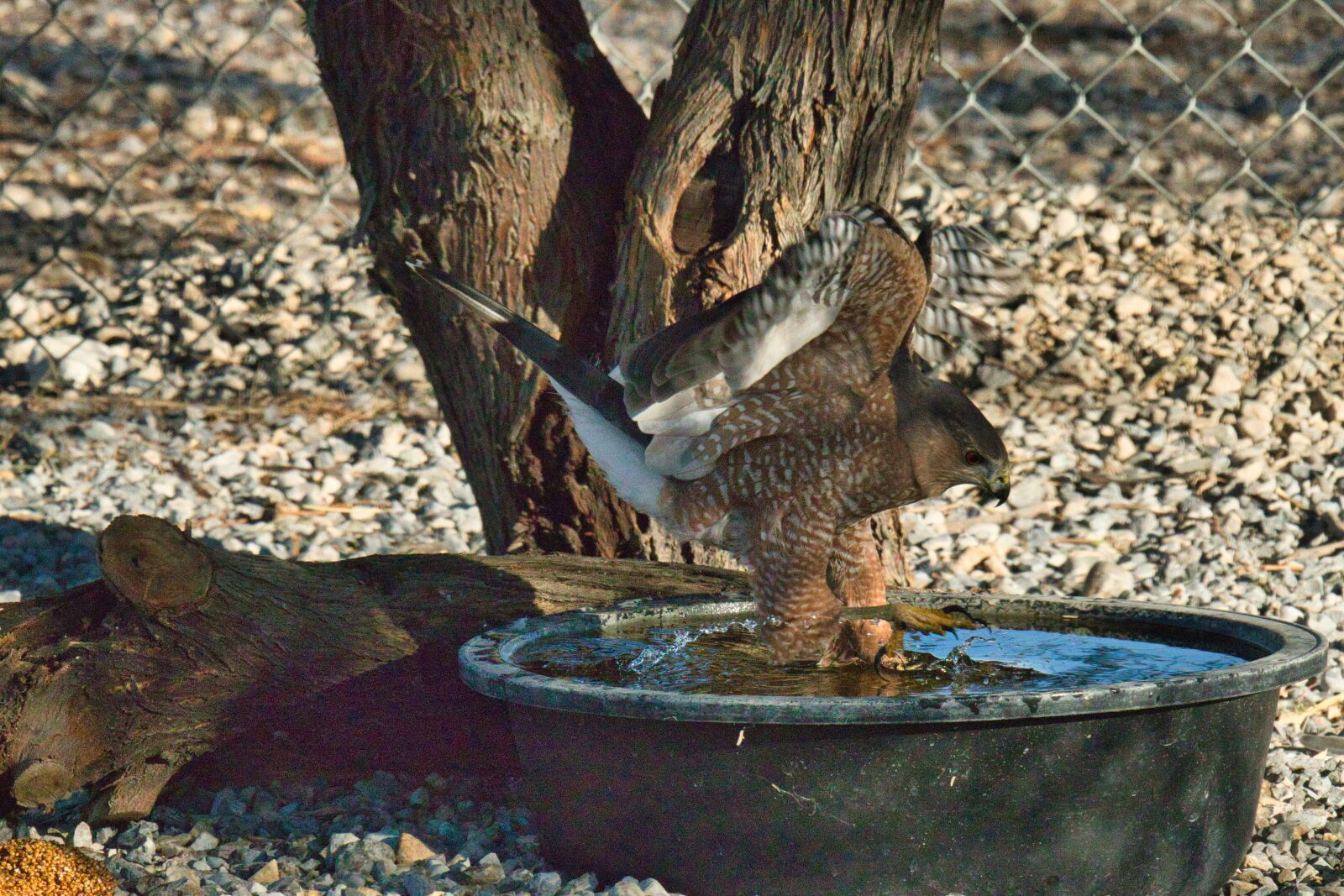 Canon EOS 77D (EOS 9000D / EOS 770D) sample photo. Hawk, sharp-shinned hawk, predator photography